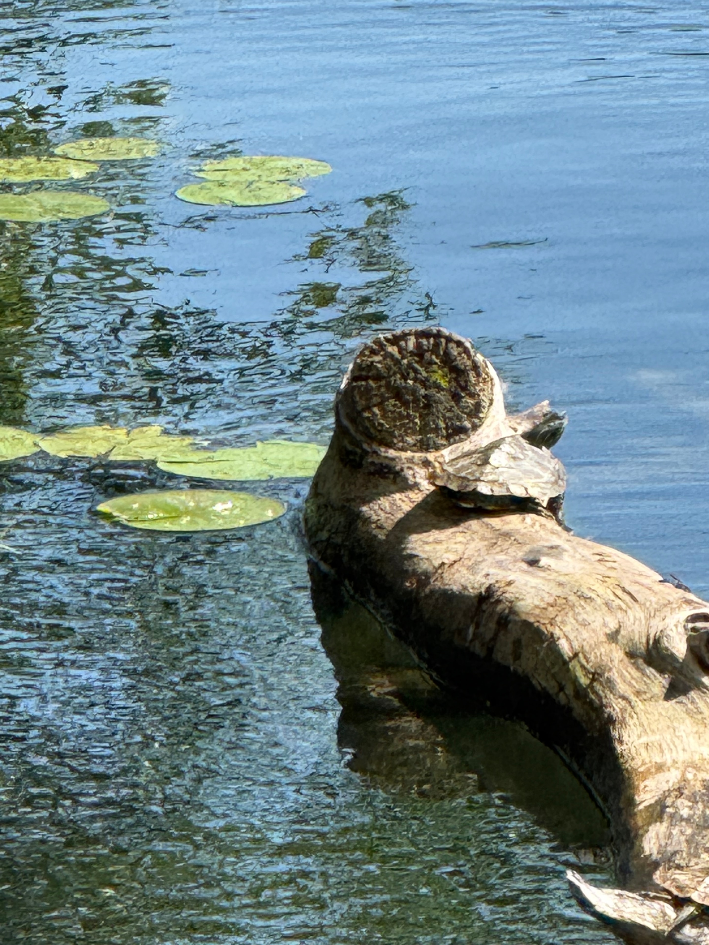 Driftwood Log End Among the Lily Pads