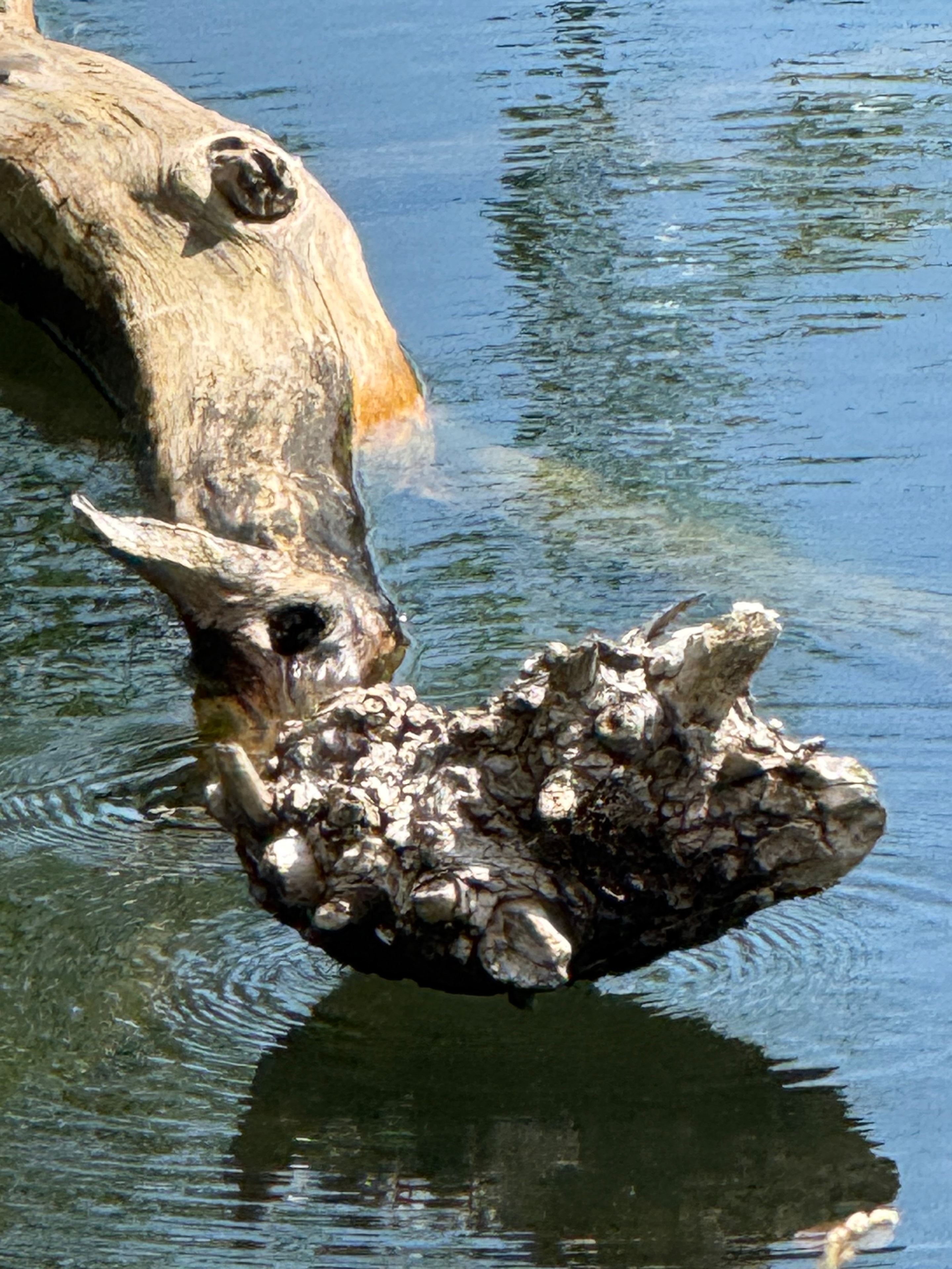 Weathered Driftwood Log in the Water