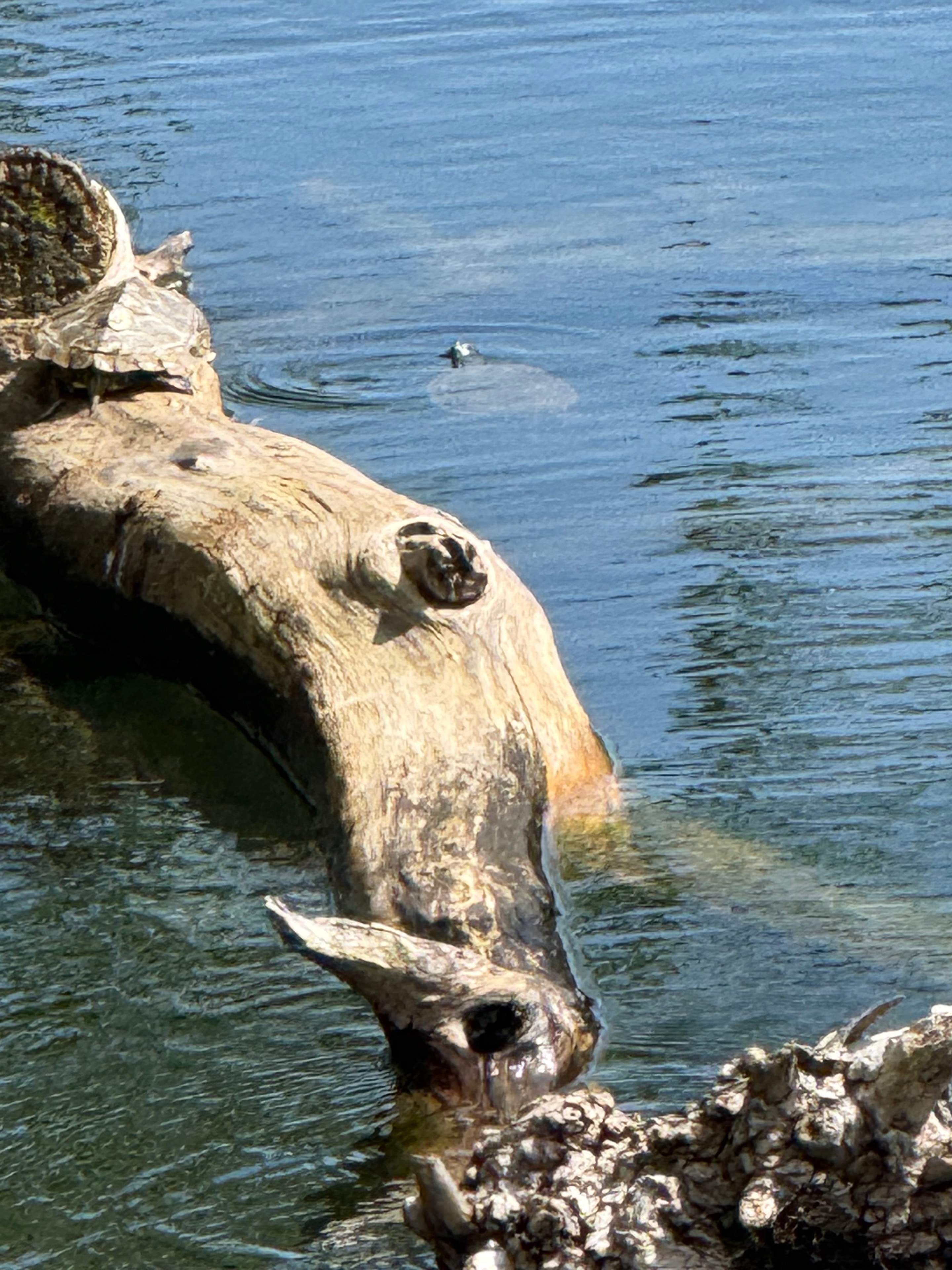 Driftwood Log Closeup in the Water