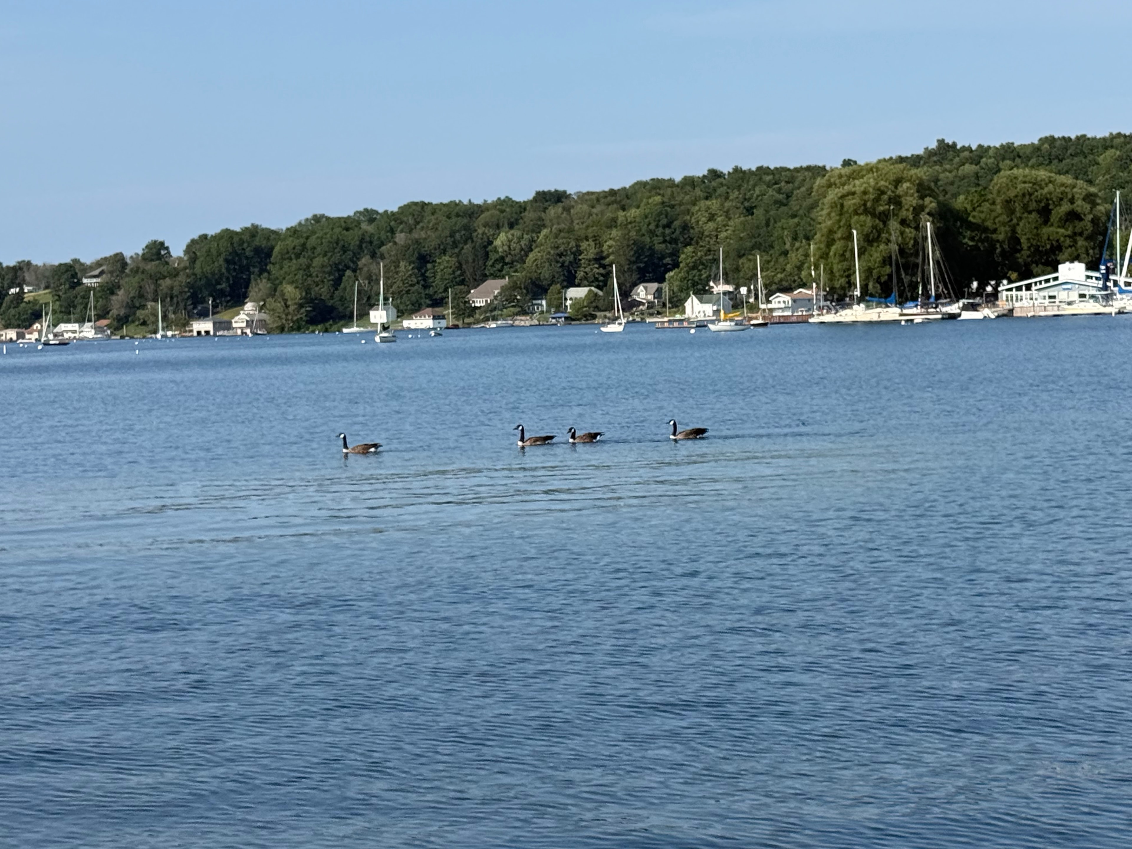 Geese & Sailboats on the Lake