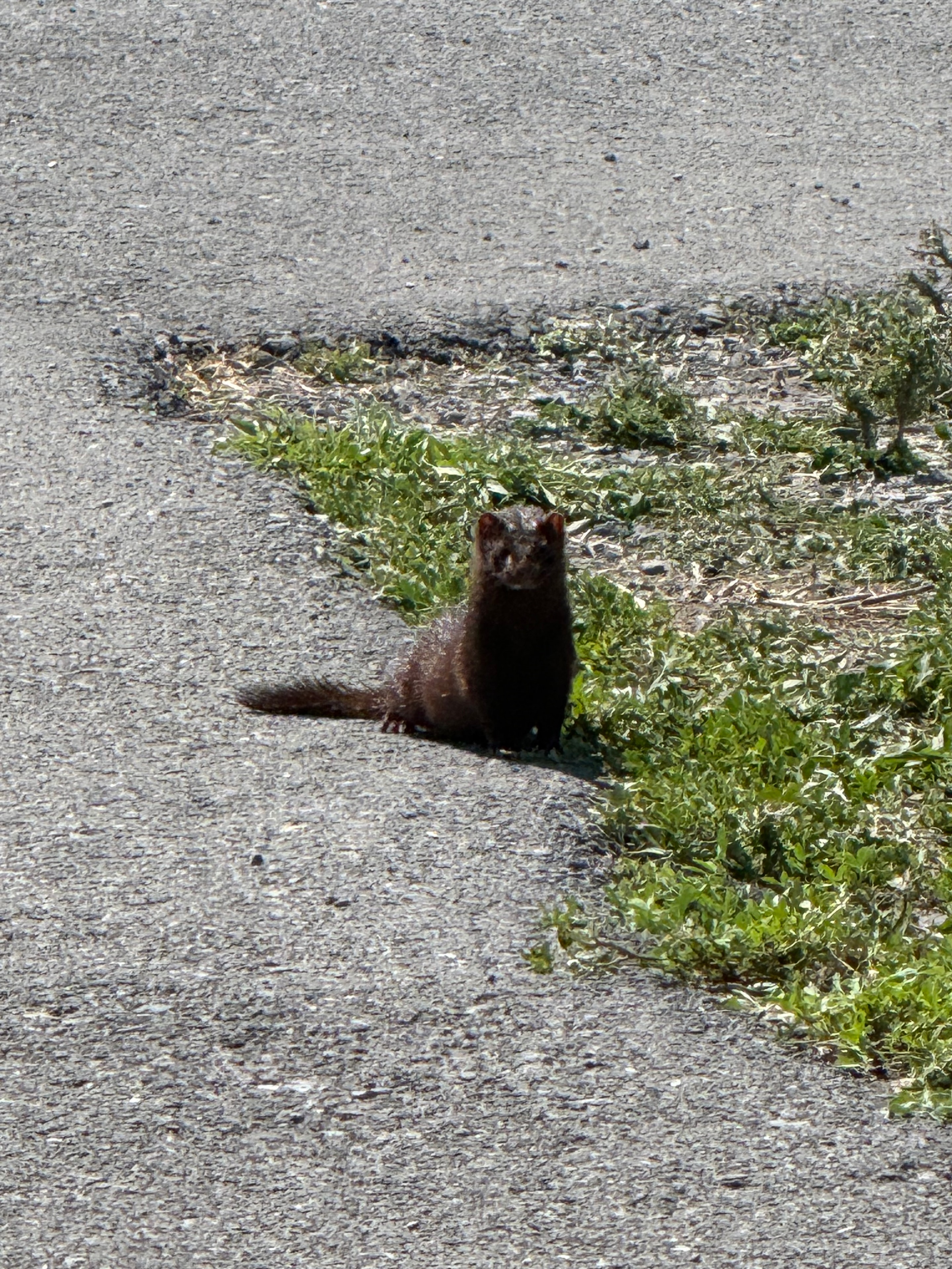 Mink Peeking Through the Ivy Wall