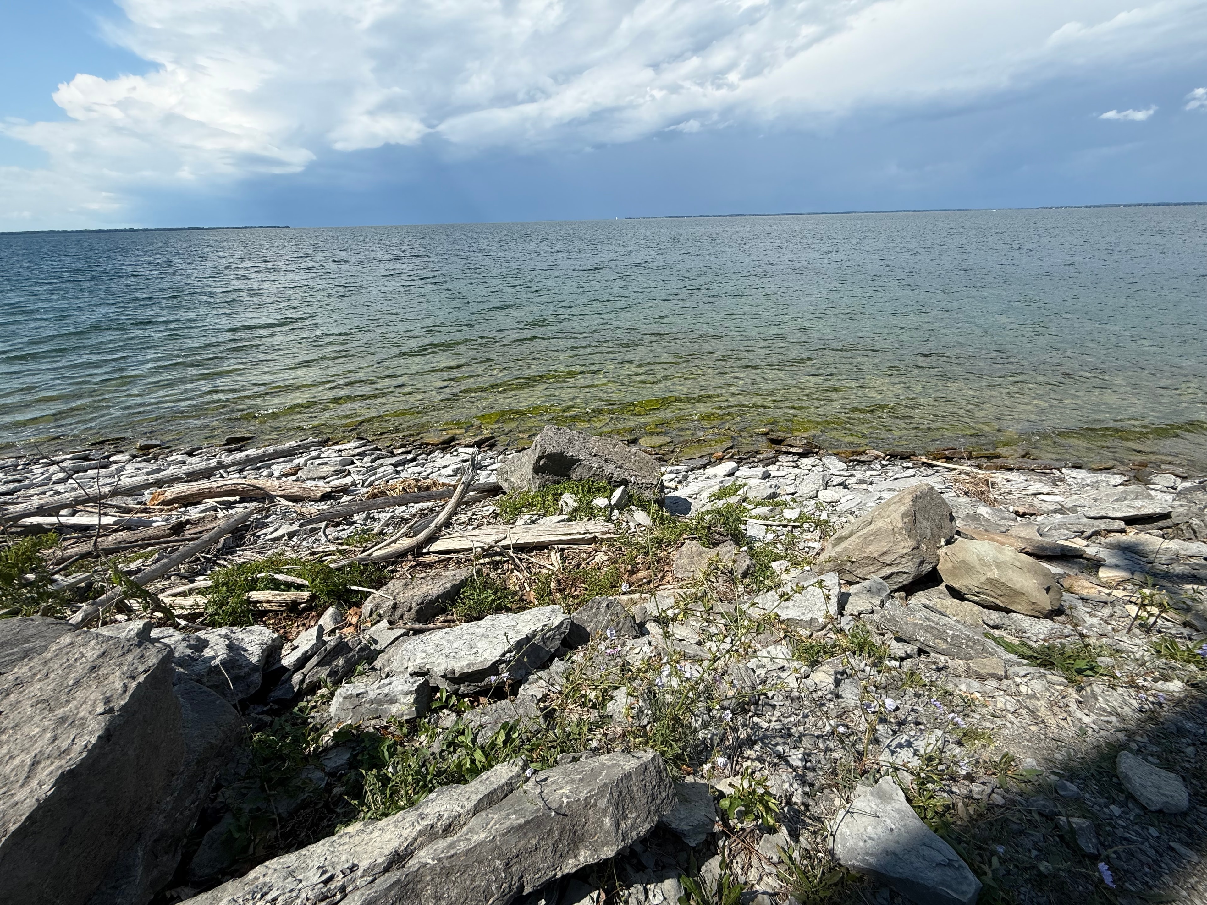 Rocky Driftwood Shore of Lake Ontario