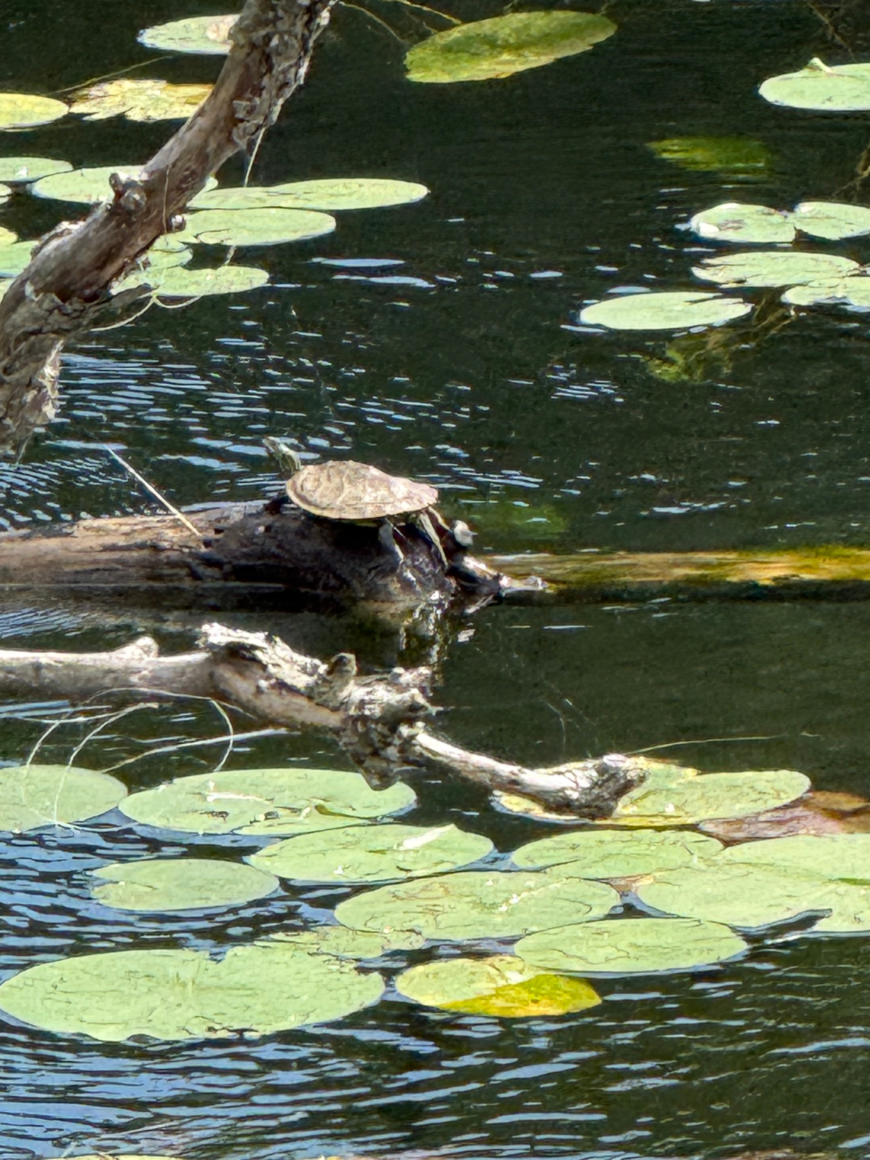 Turtle Perched Among the Lily Pads