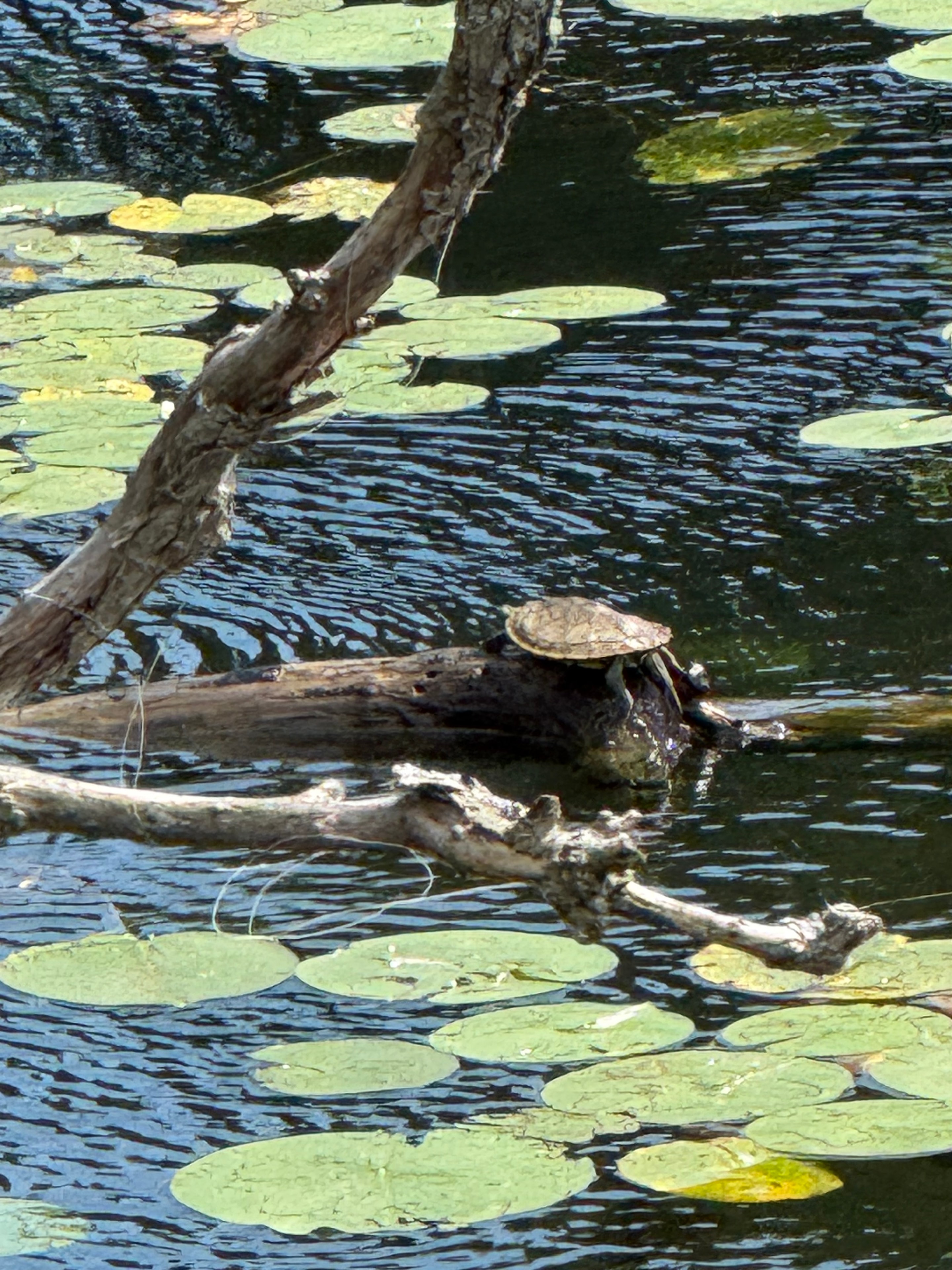 Turtle Resting on a Branch in the Lily Pads