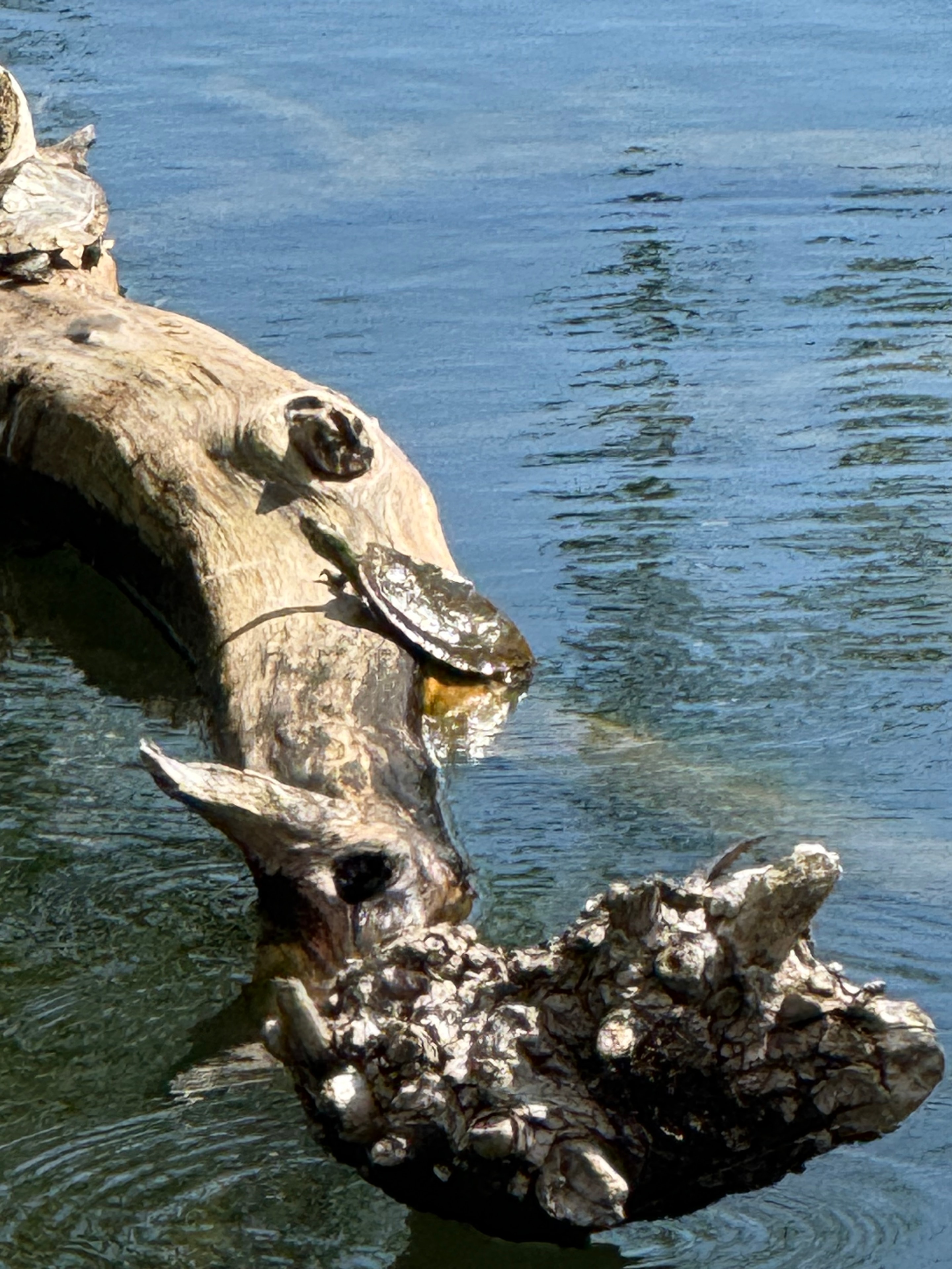 Turtle Sunning on a Driftwood Log