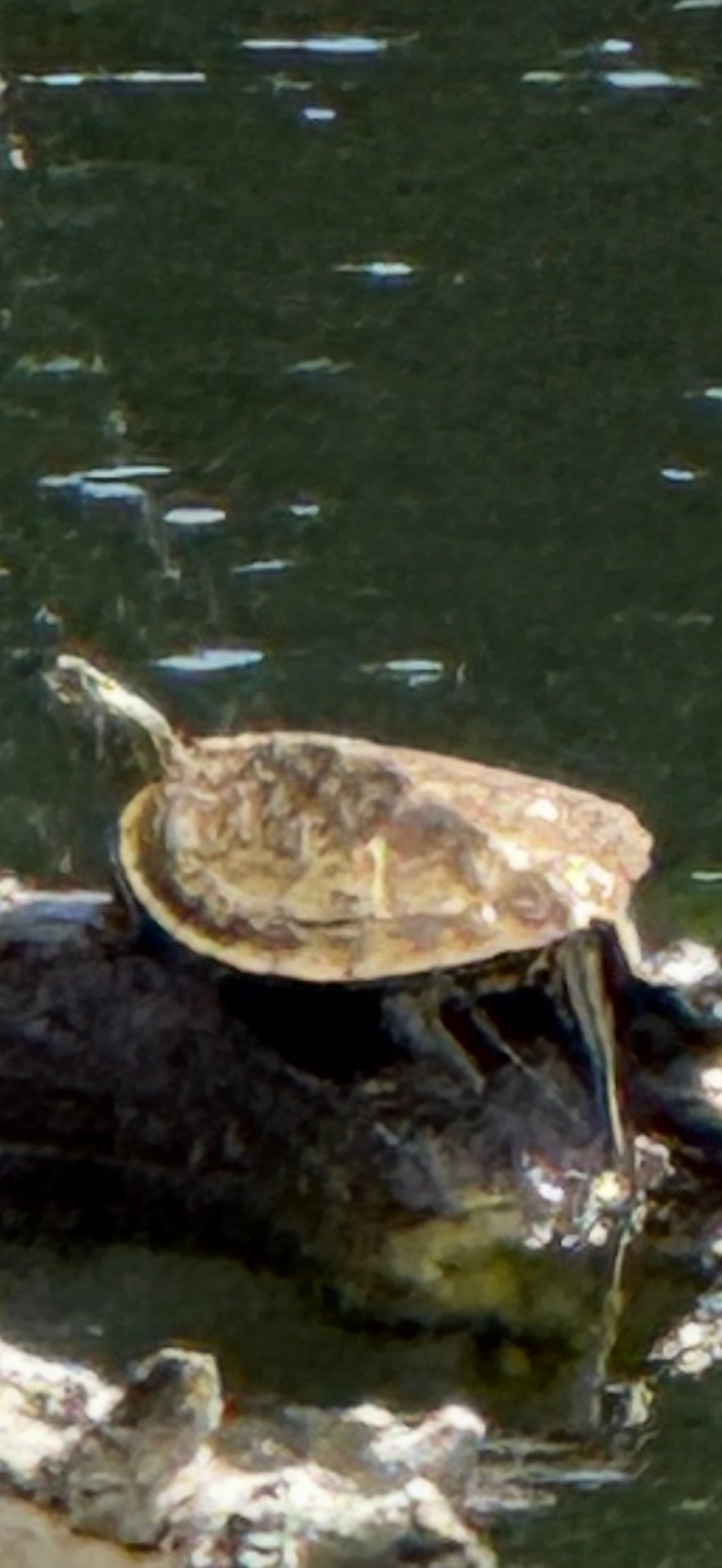 Turtle Sunning on a Rock
