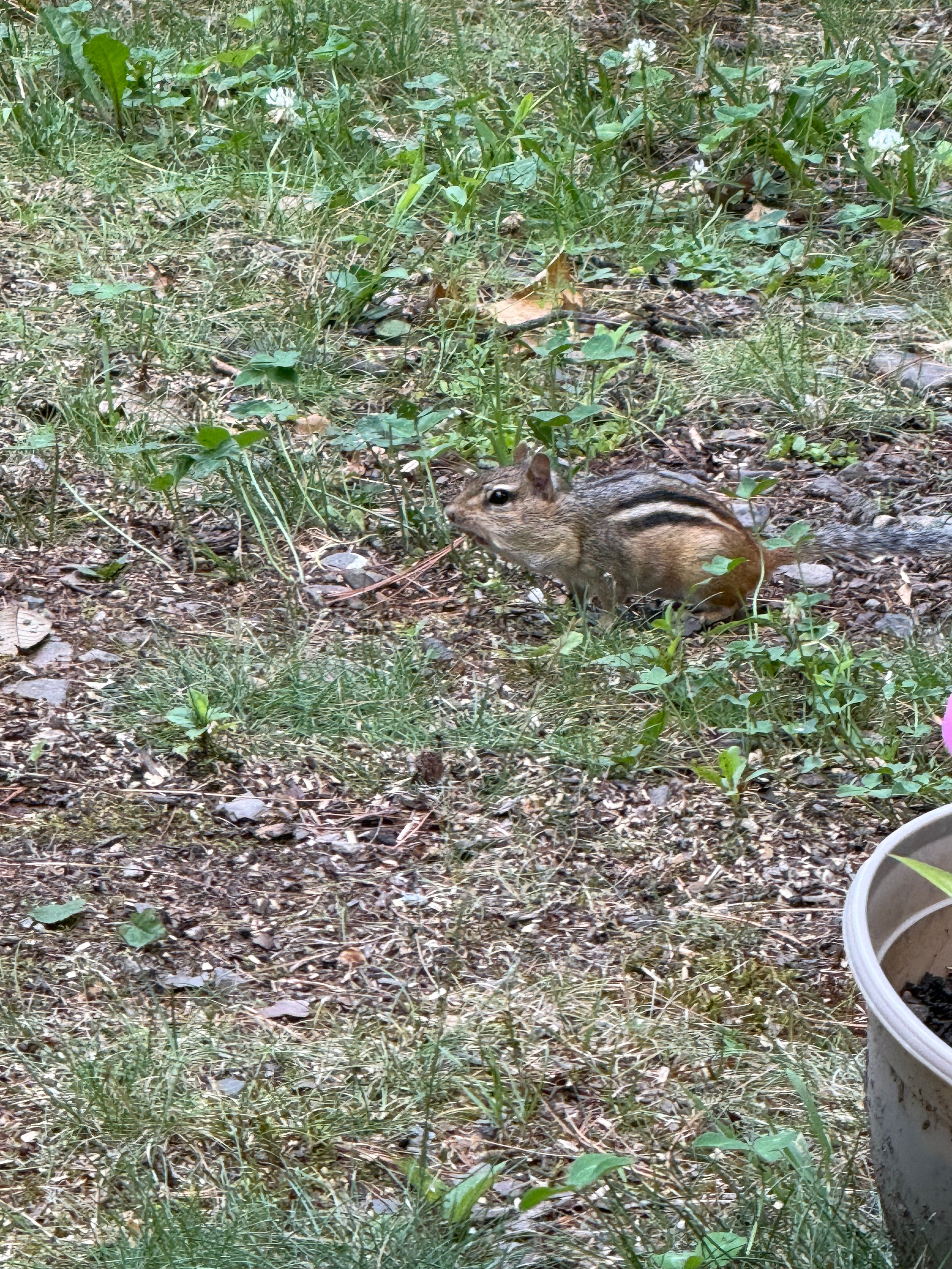 Little chipmunk visitor at the campsite