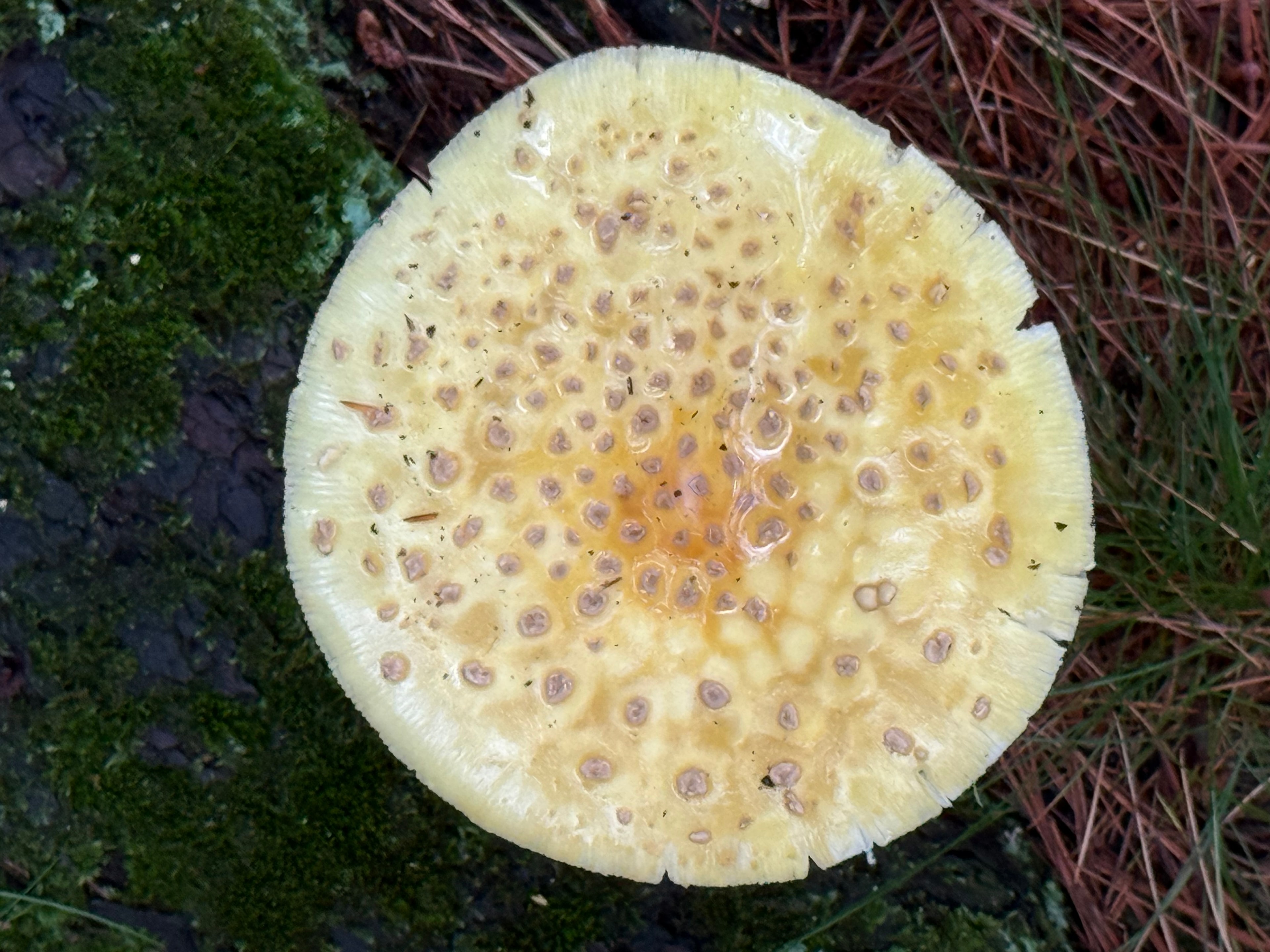 Close-up of a spotted yellow mushroom cap