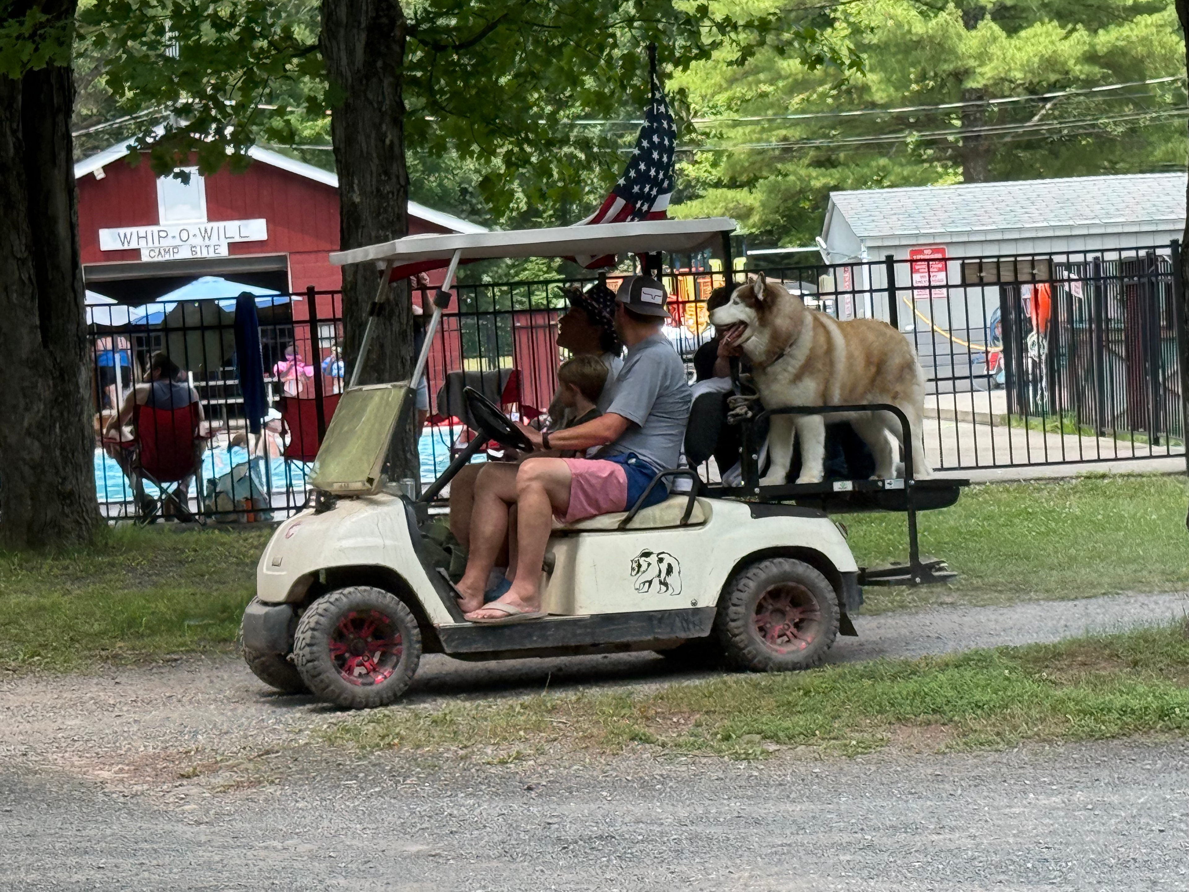 Husky riding in the back of a golf cart at Whip O Will