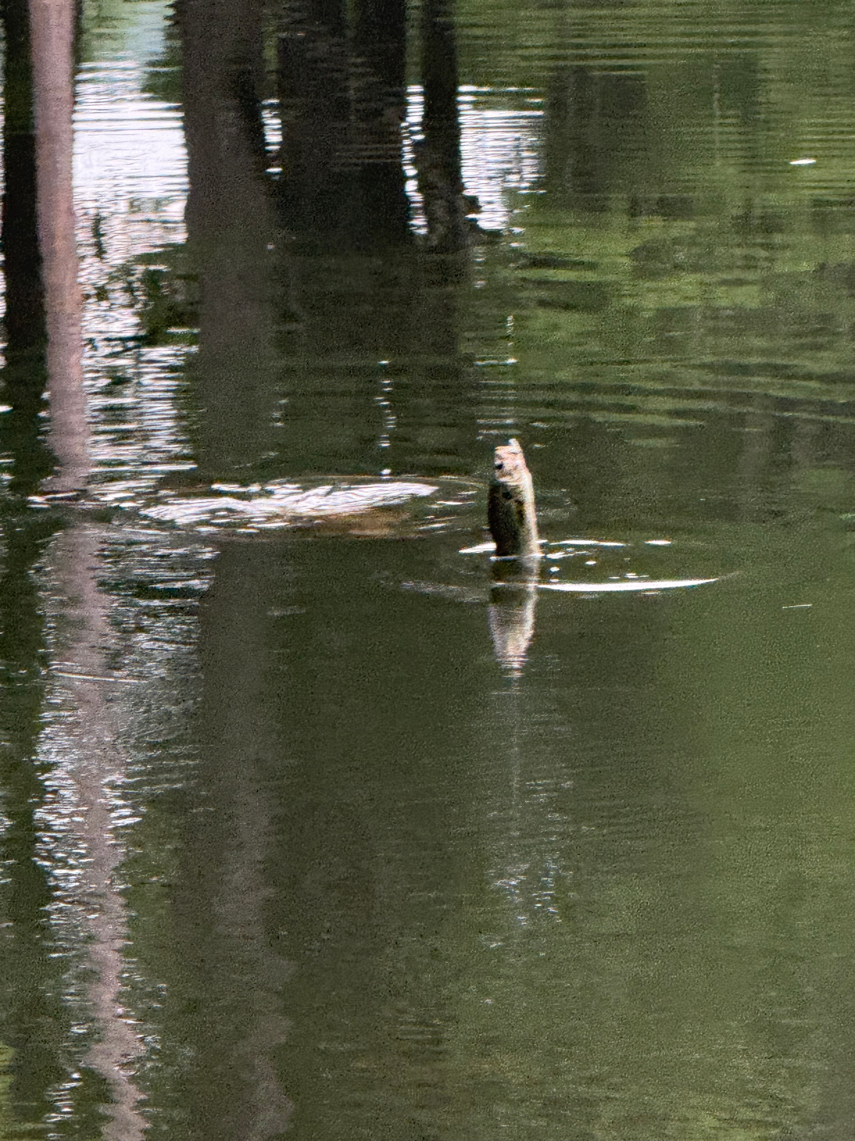 Turtle going after a fish on a lawn