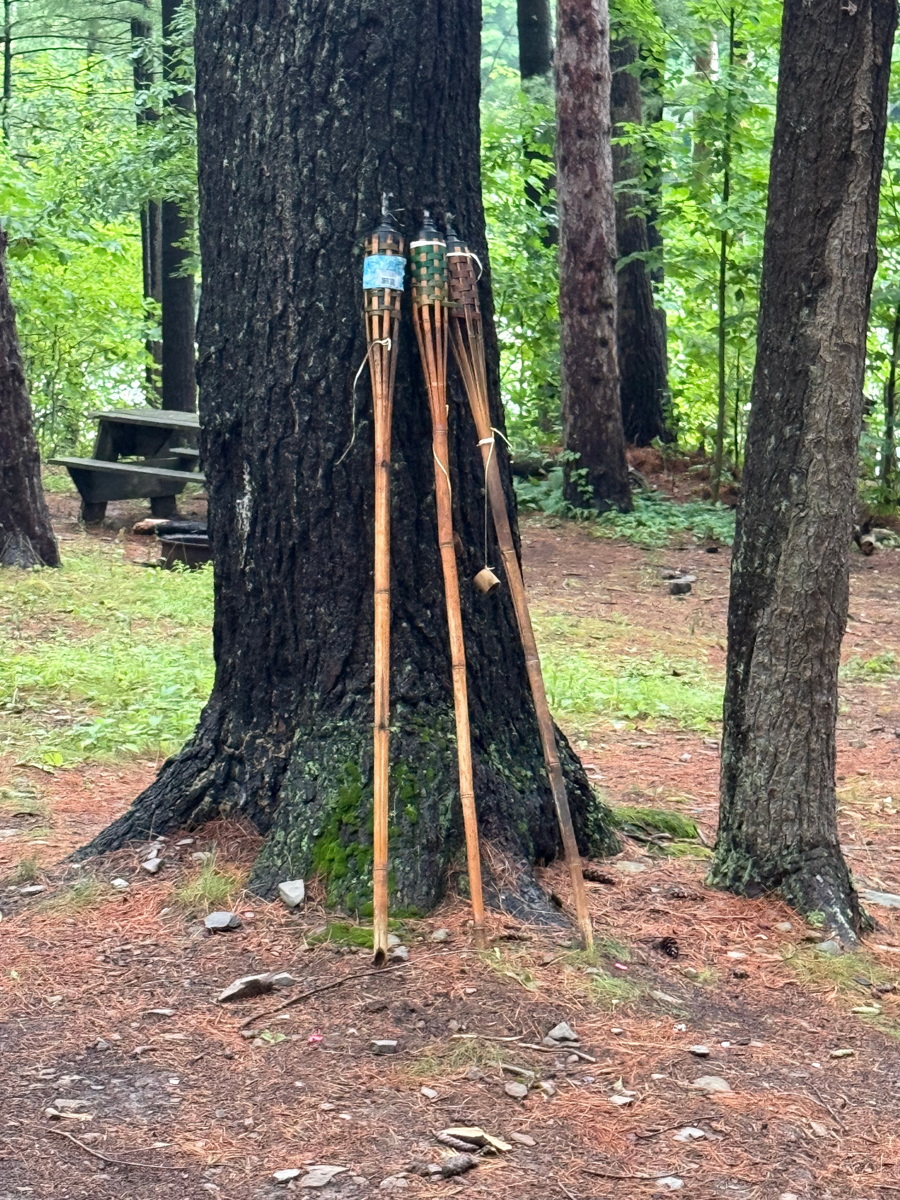 Tiki torches leaning against the trees at the campsite