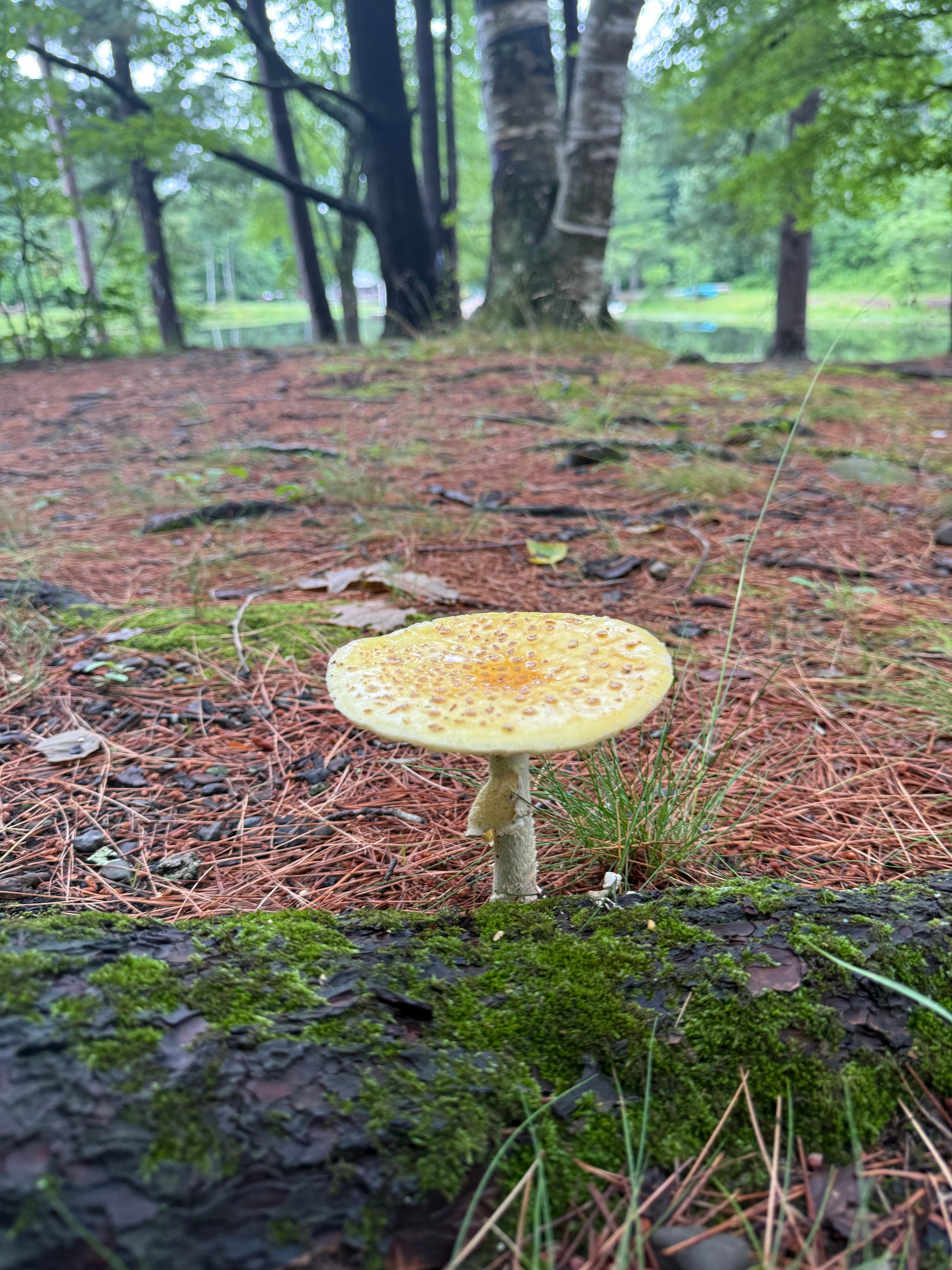 Yellow mushroom growing on the forest floor