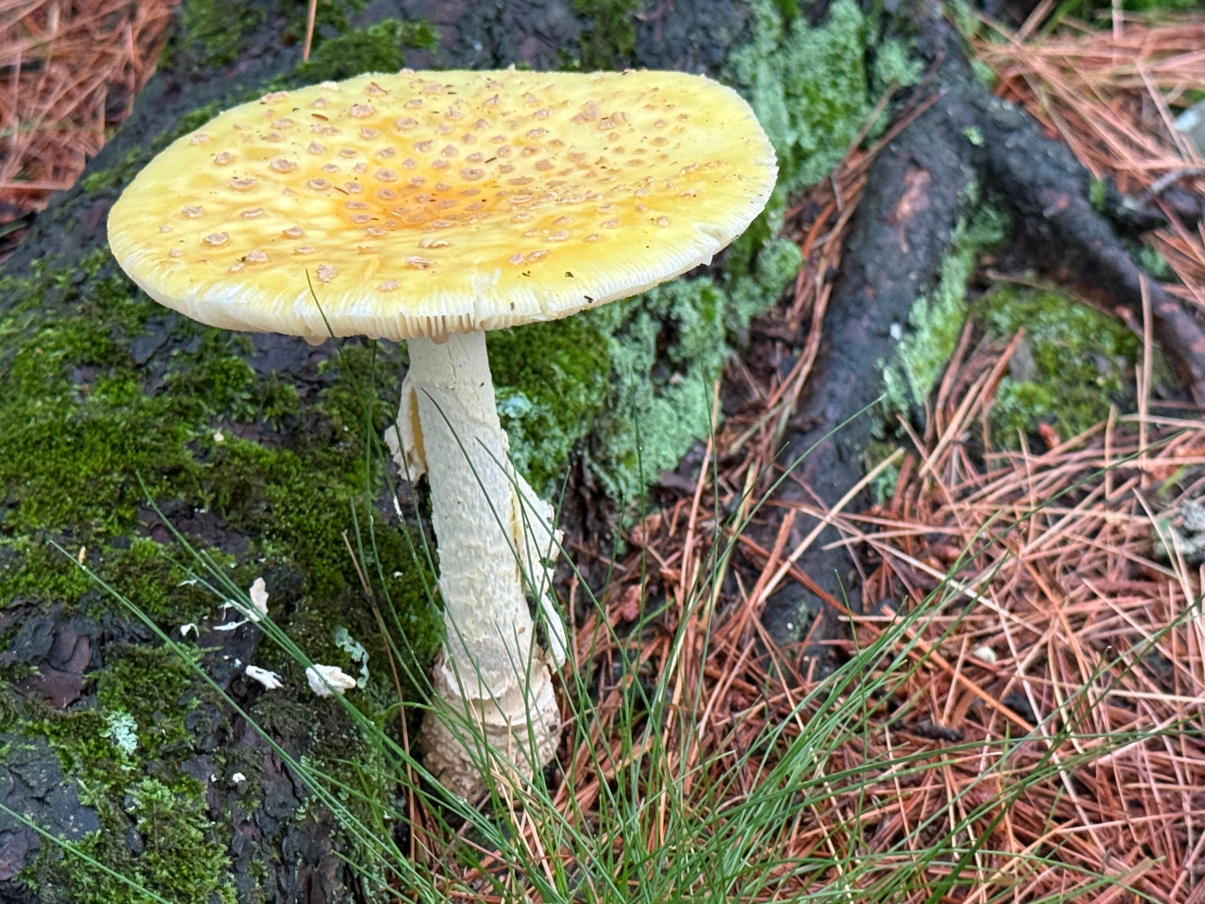 Tall yellow mushroom growing among the moss