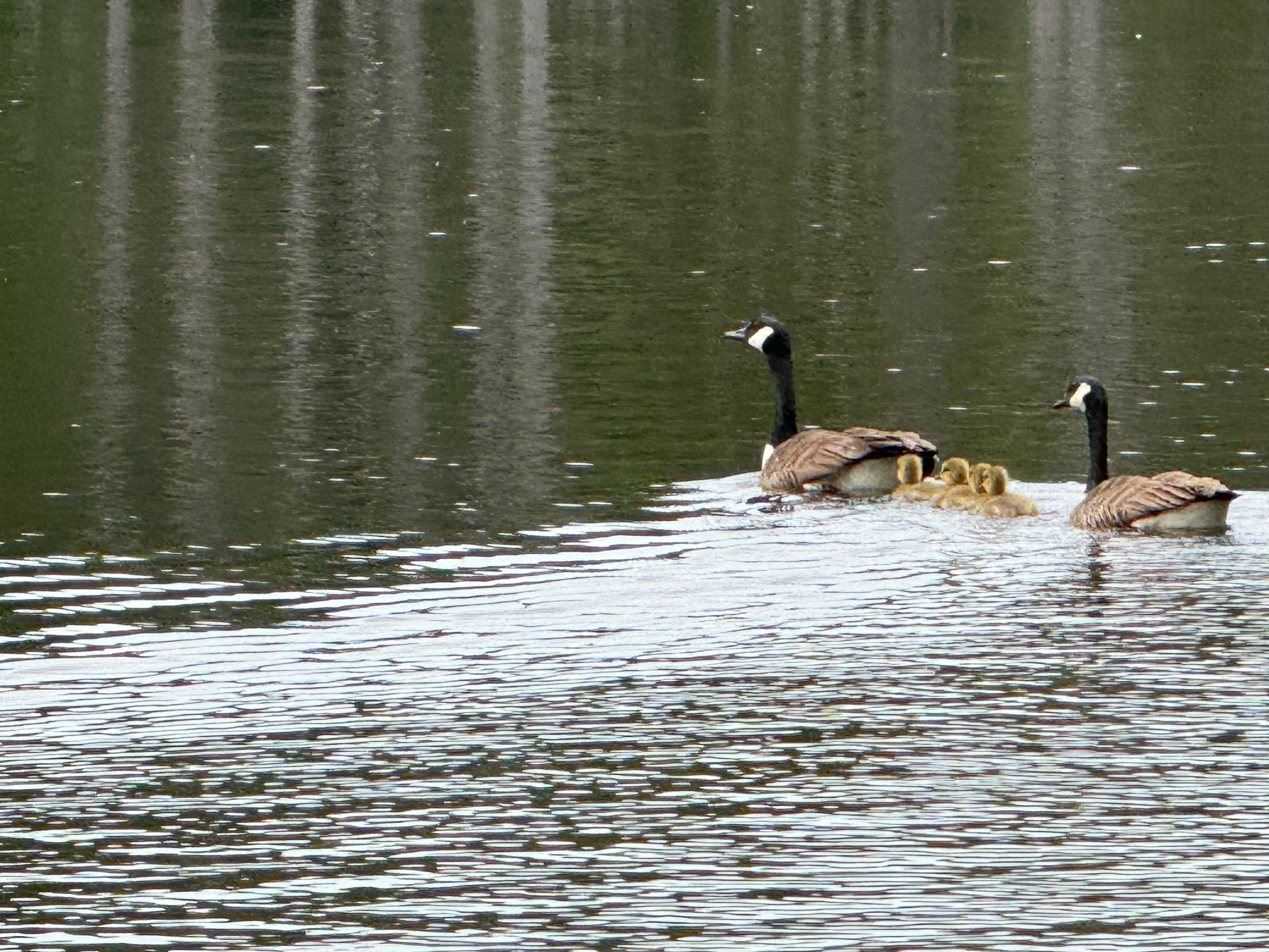 Canada geese with goslings