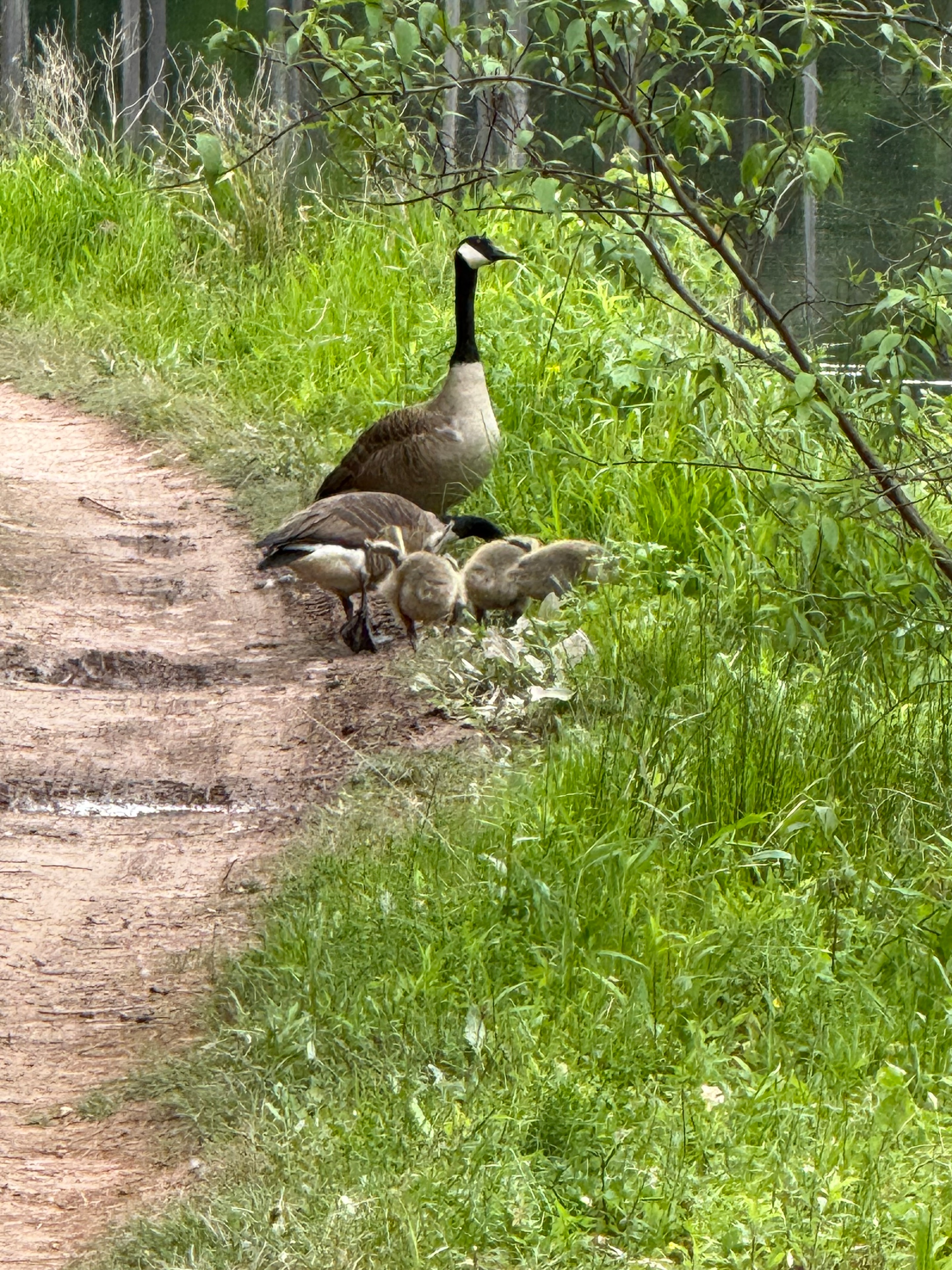 Goose family by the water