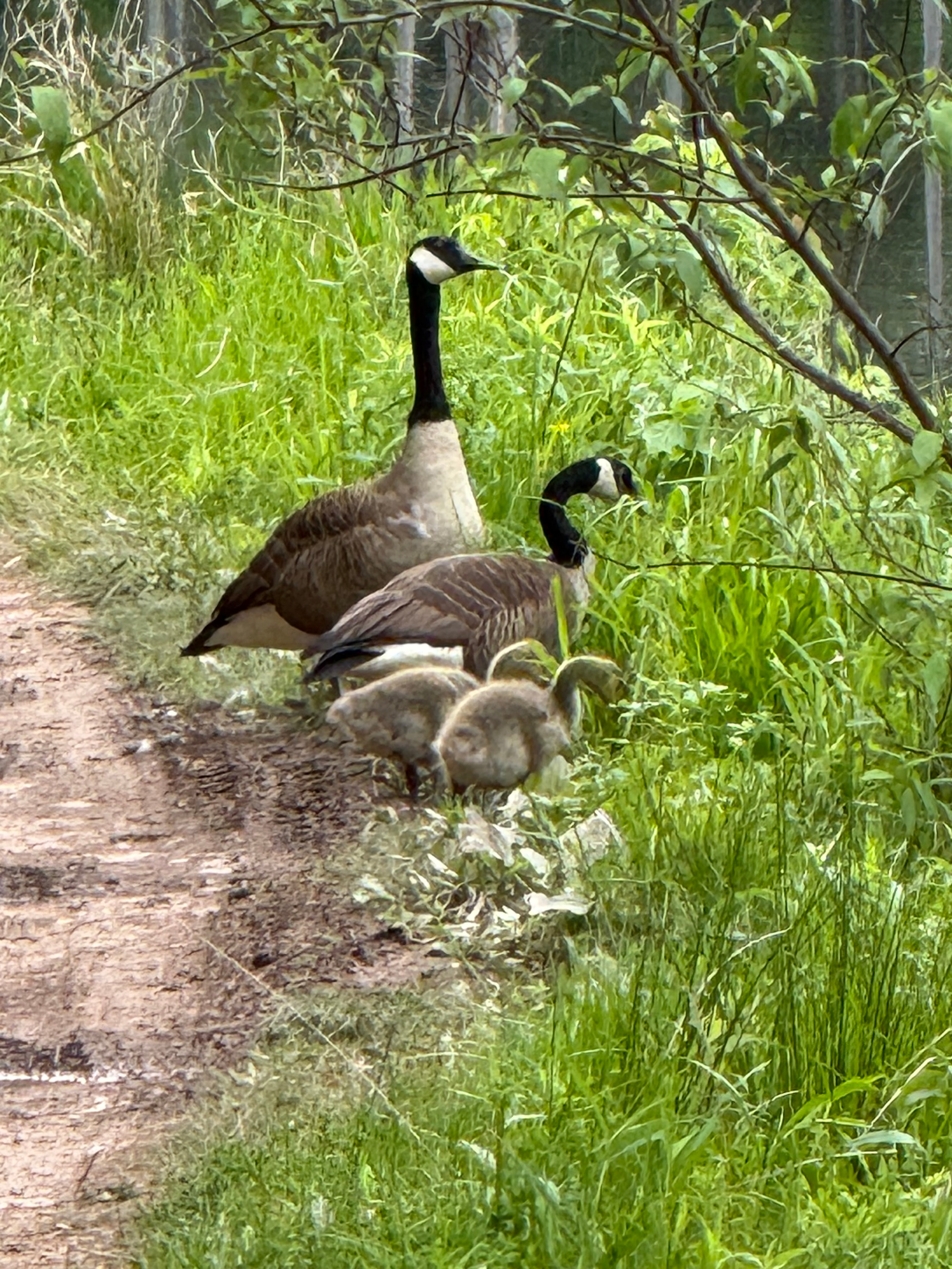 Goose in the brush