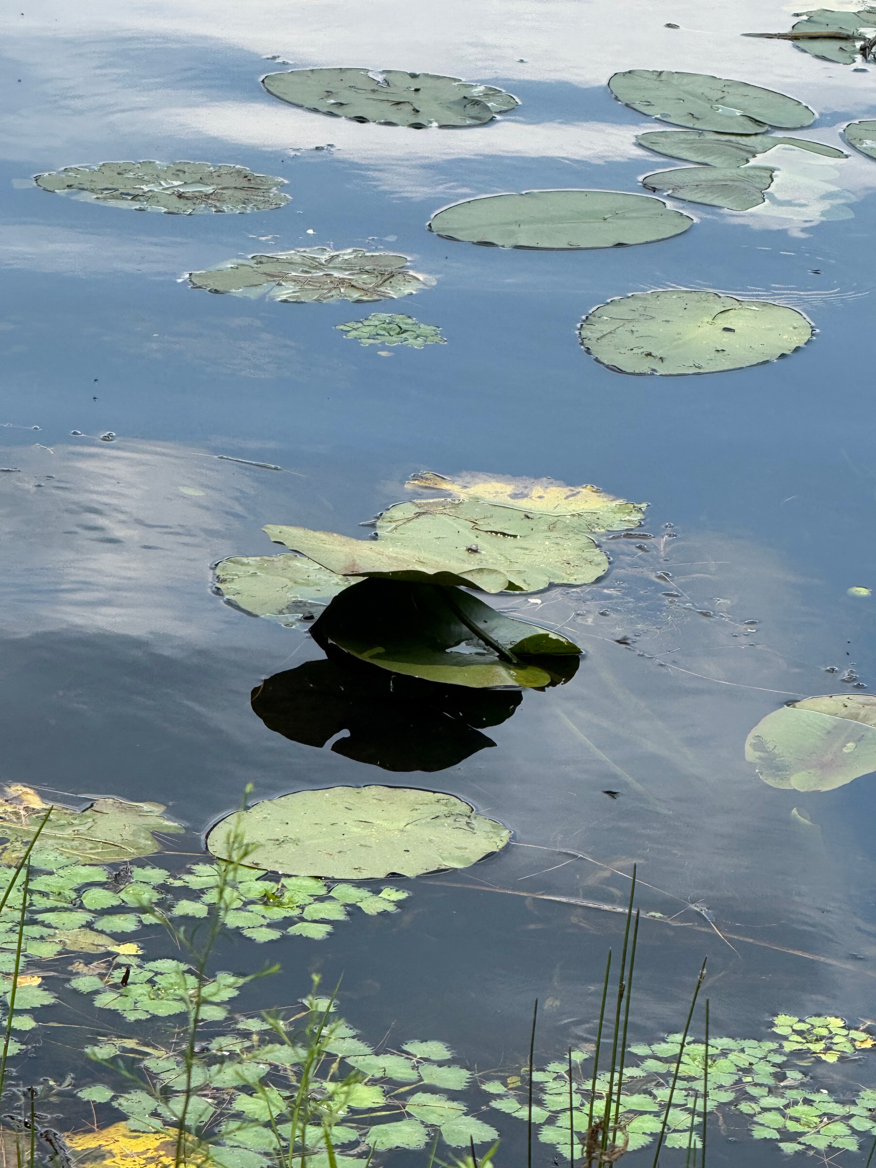 Lily pads on the pond
