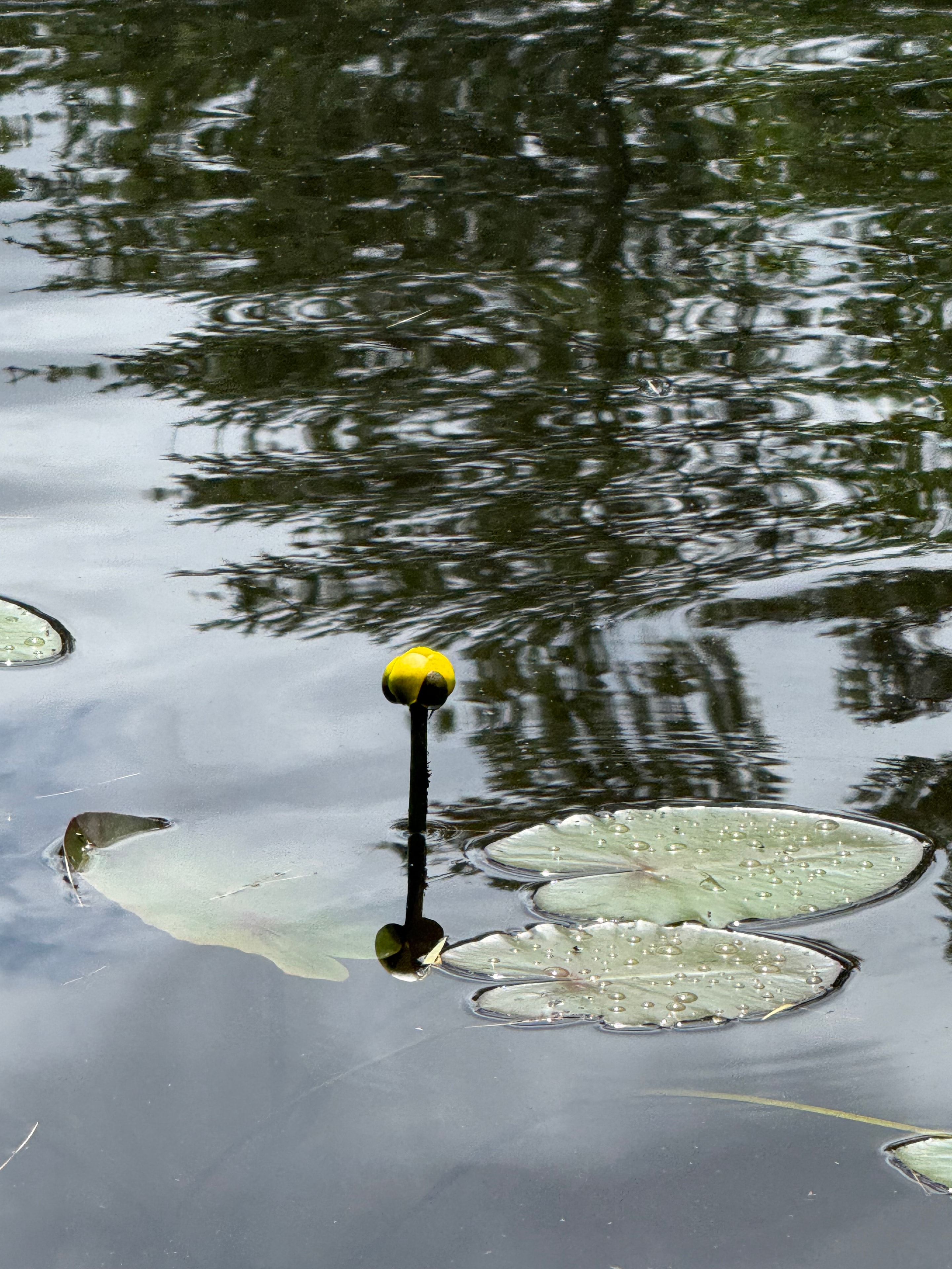 Lily pads on the pond
