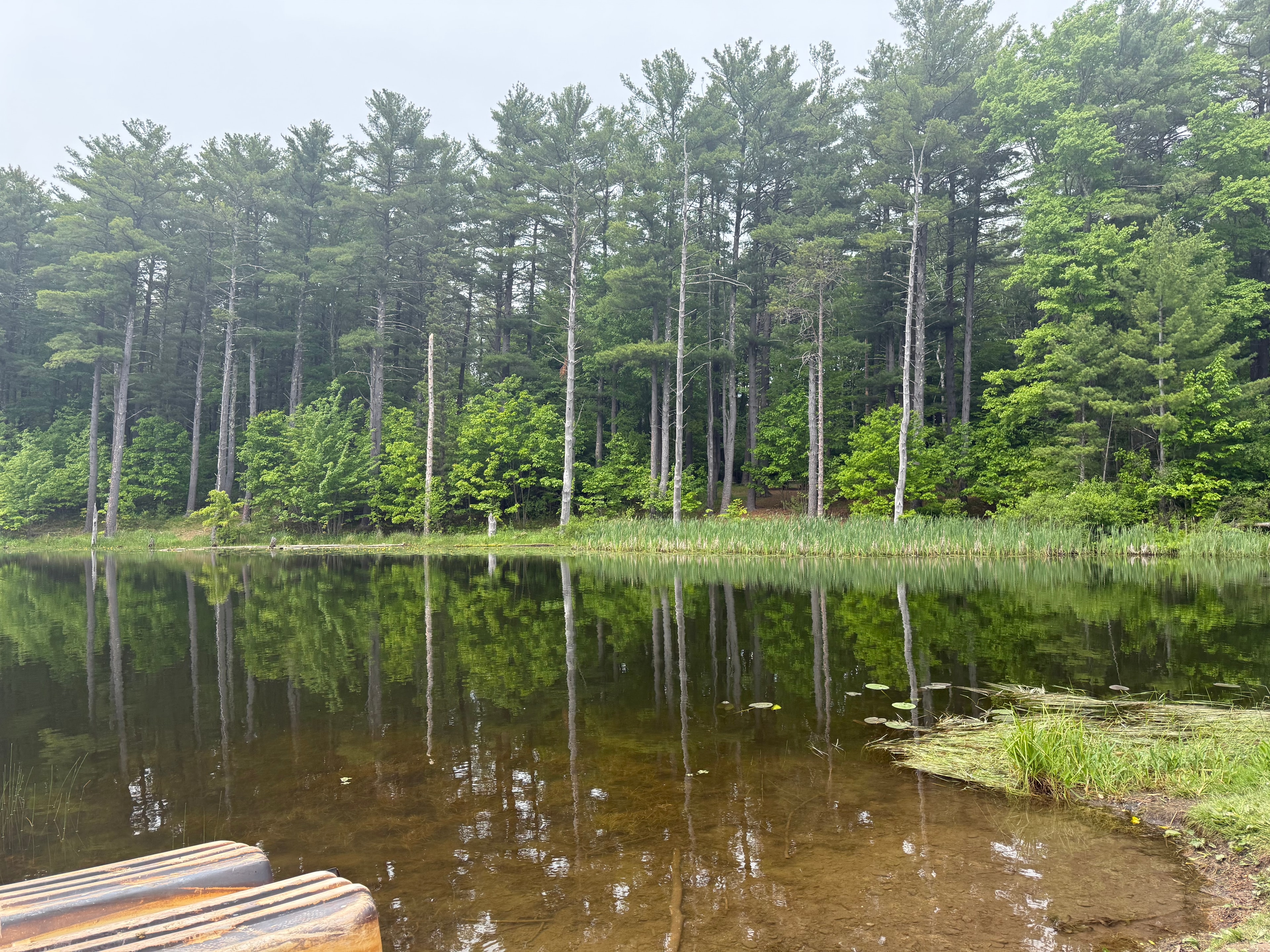 Pine trees reflected in the pond