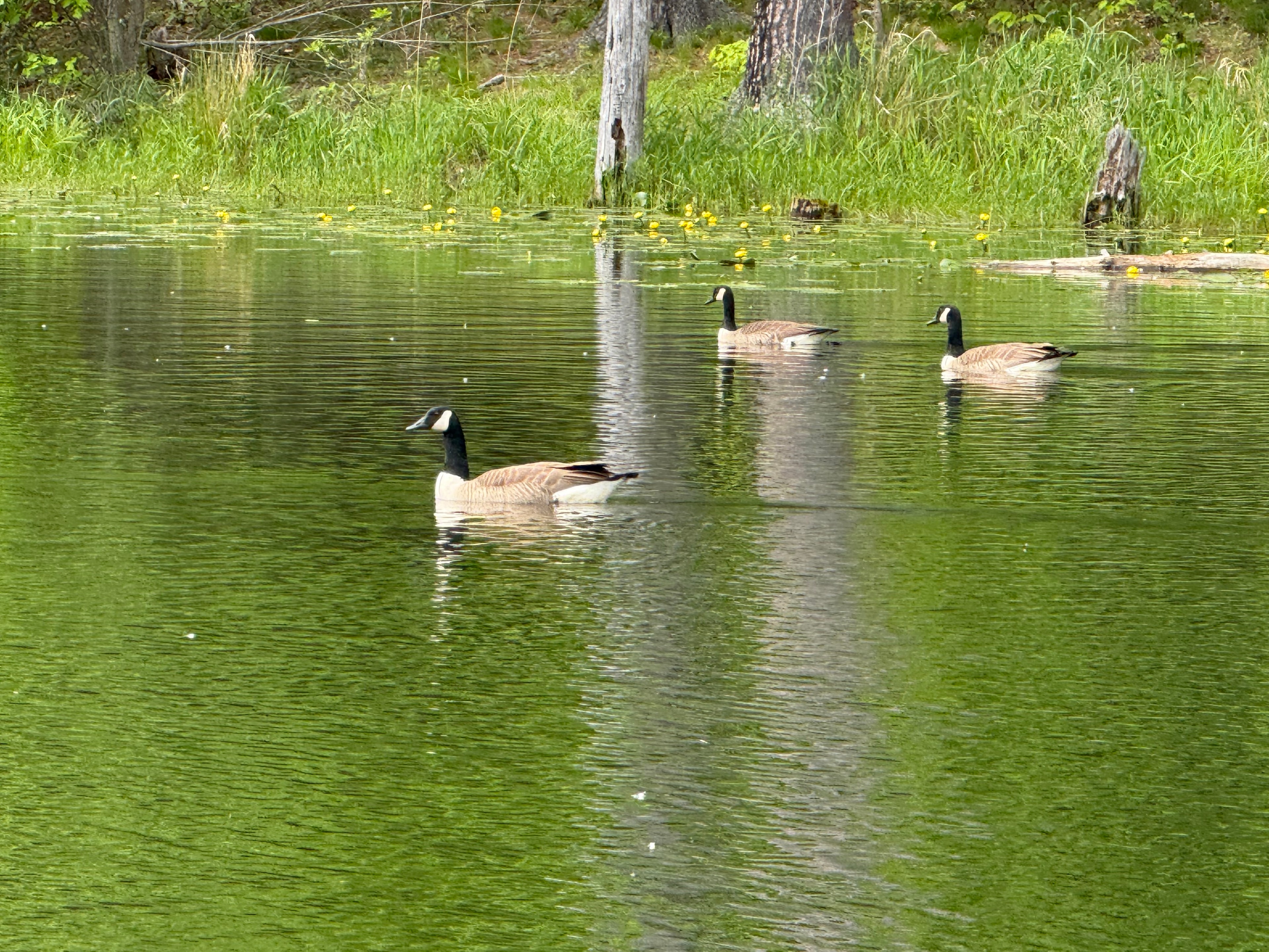 Three geese on the pond