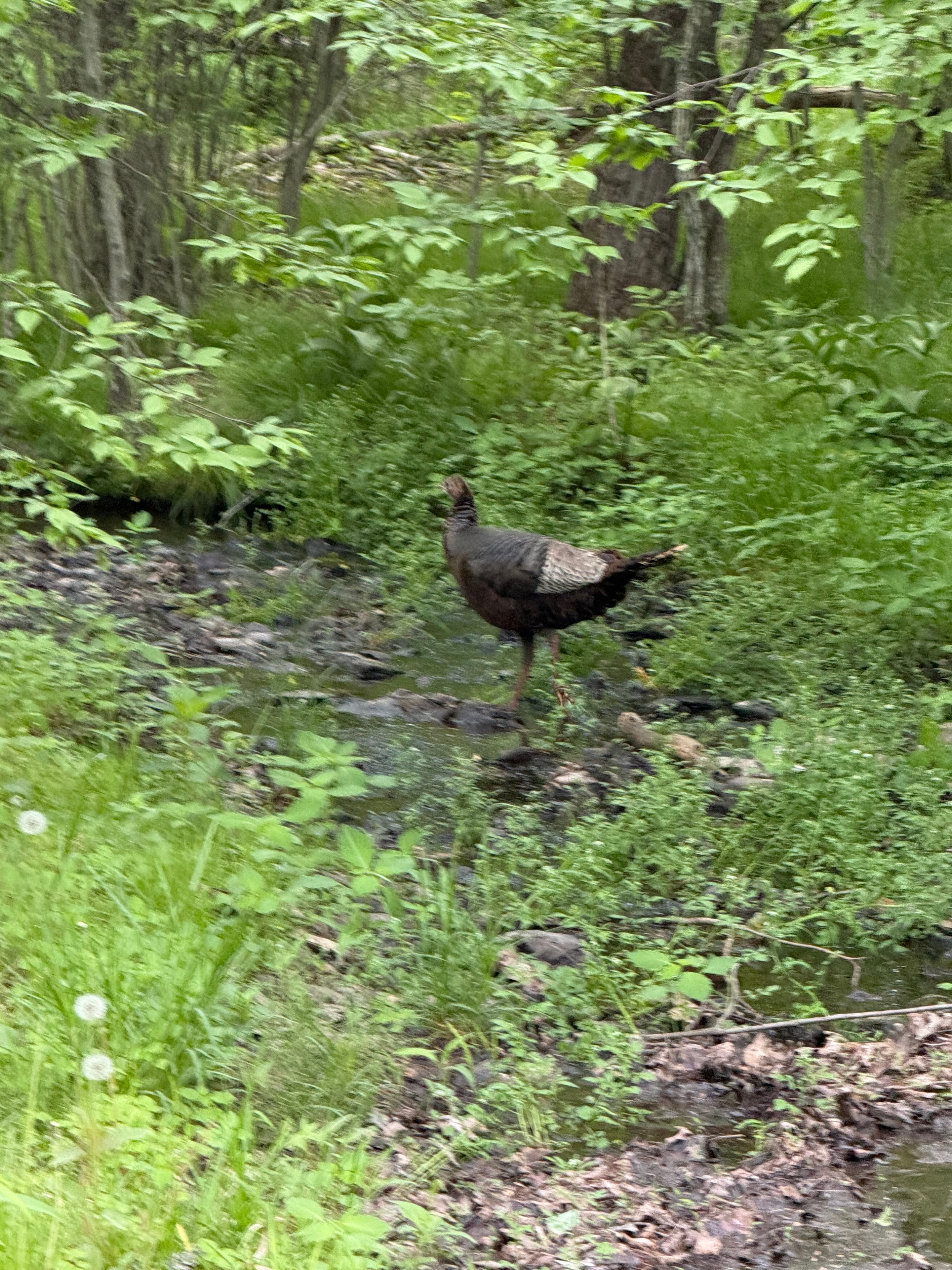 Turkey in the woods
