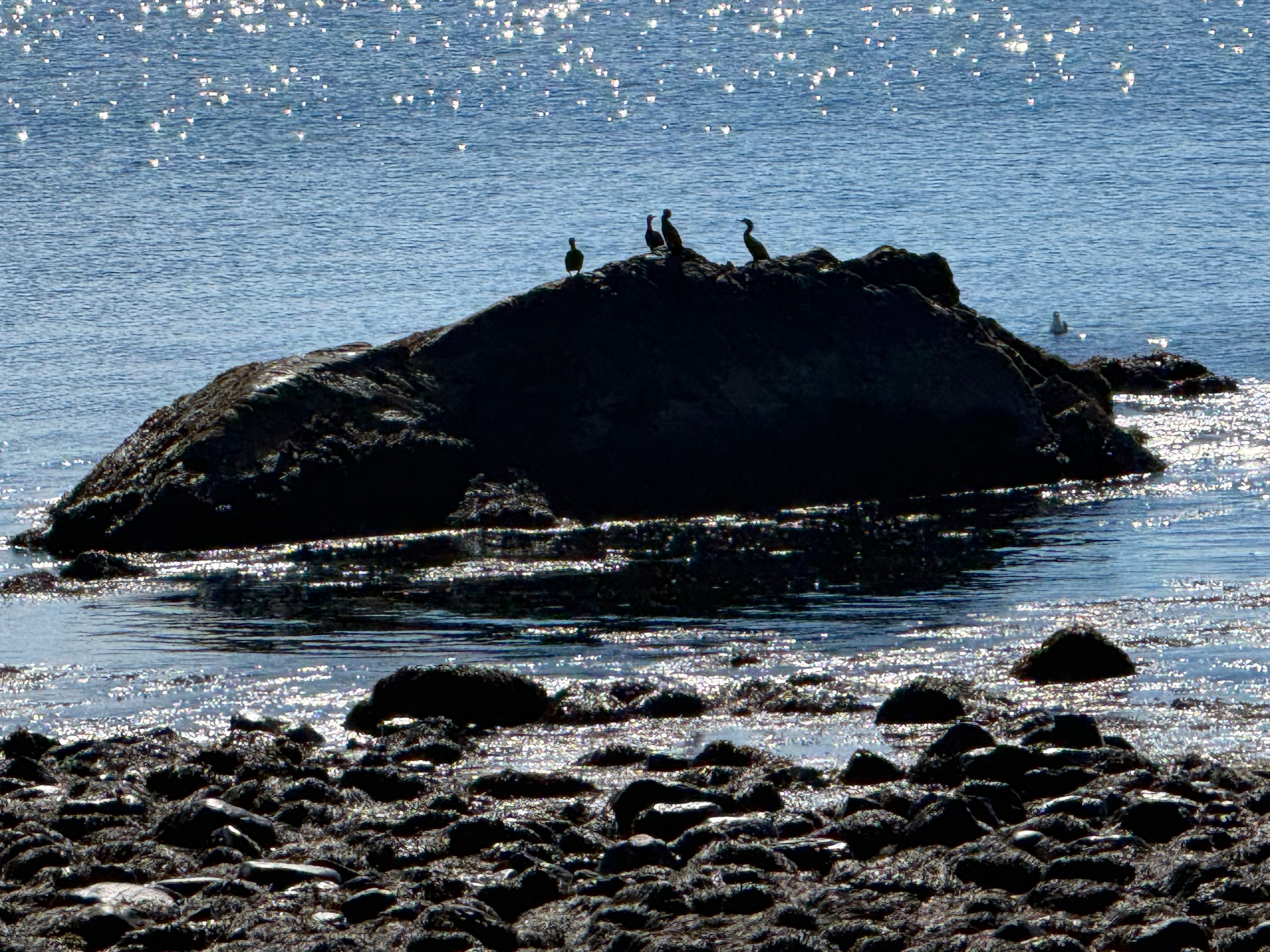 Cormorants on the rocks