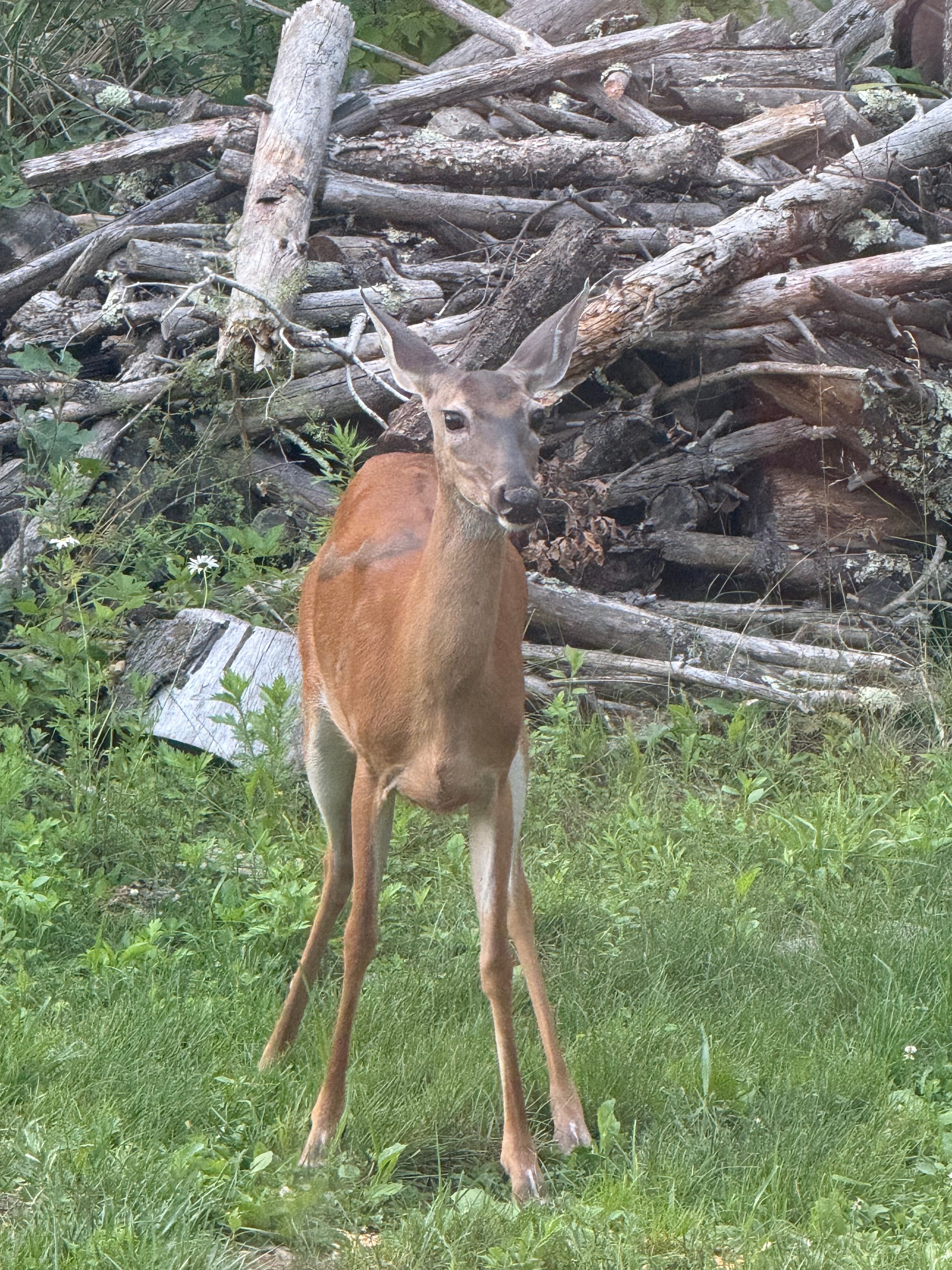Deer by the log pile