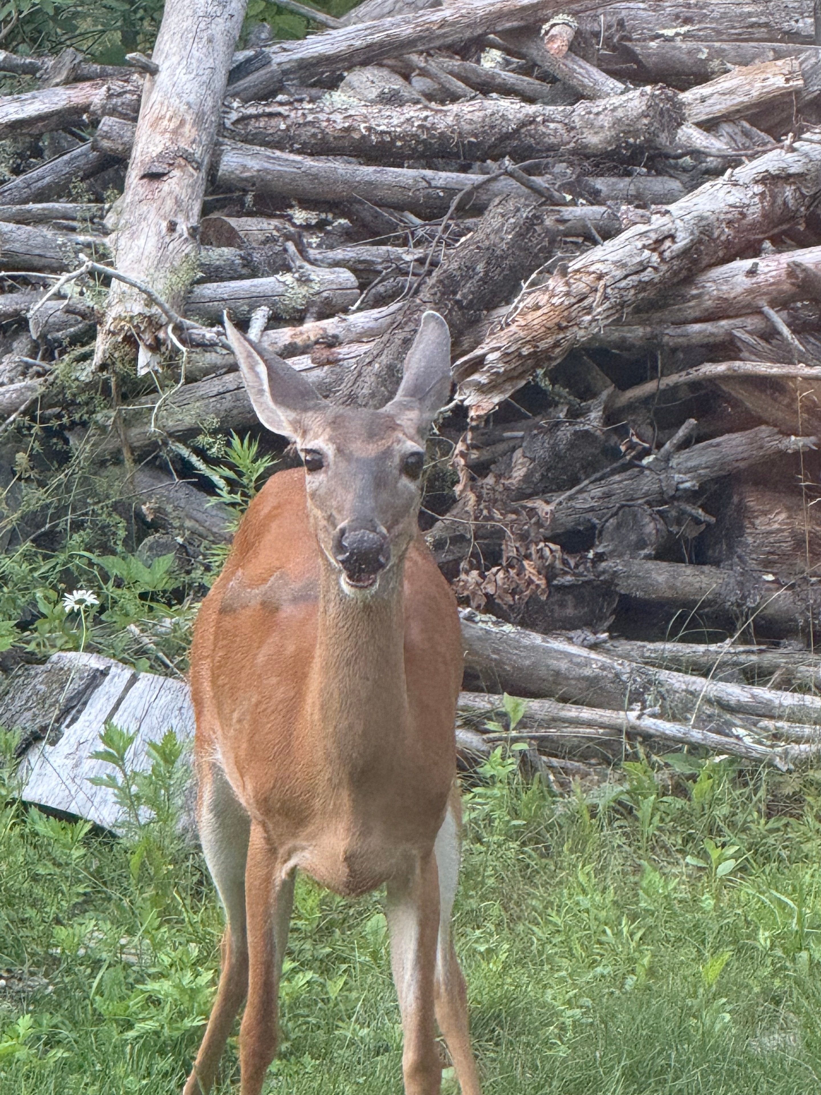 Deer looking back at the log pile