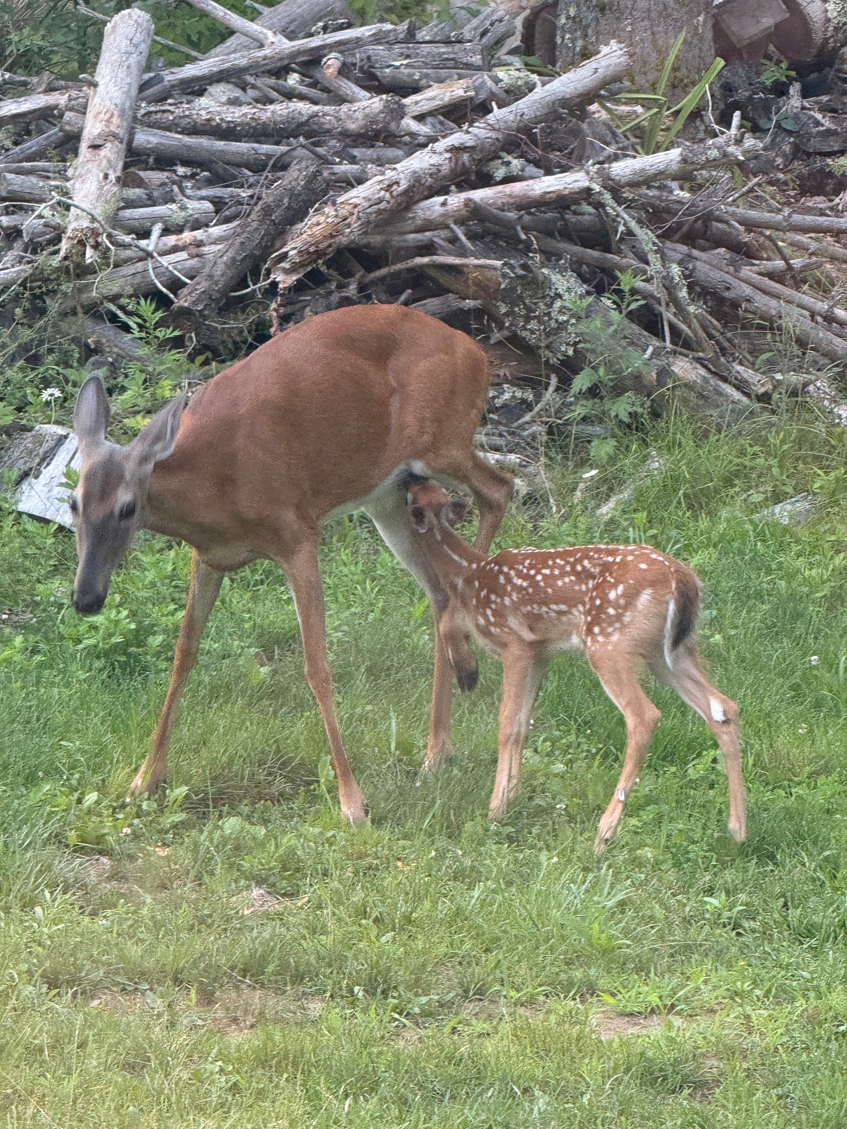 Deer grazing near the log pile