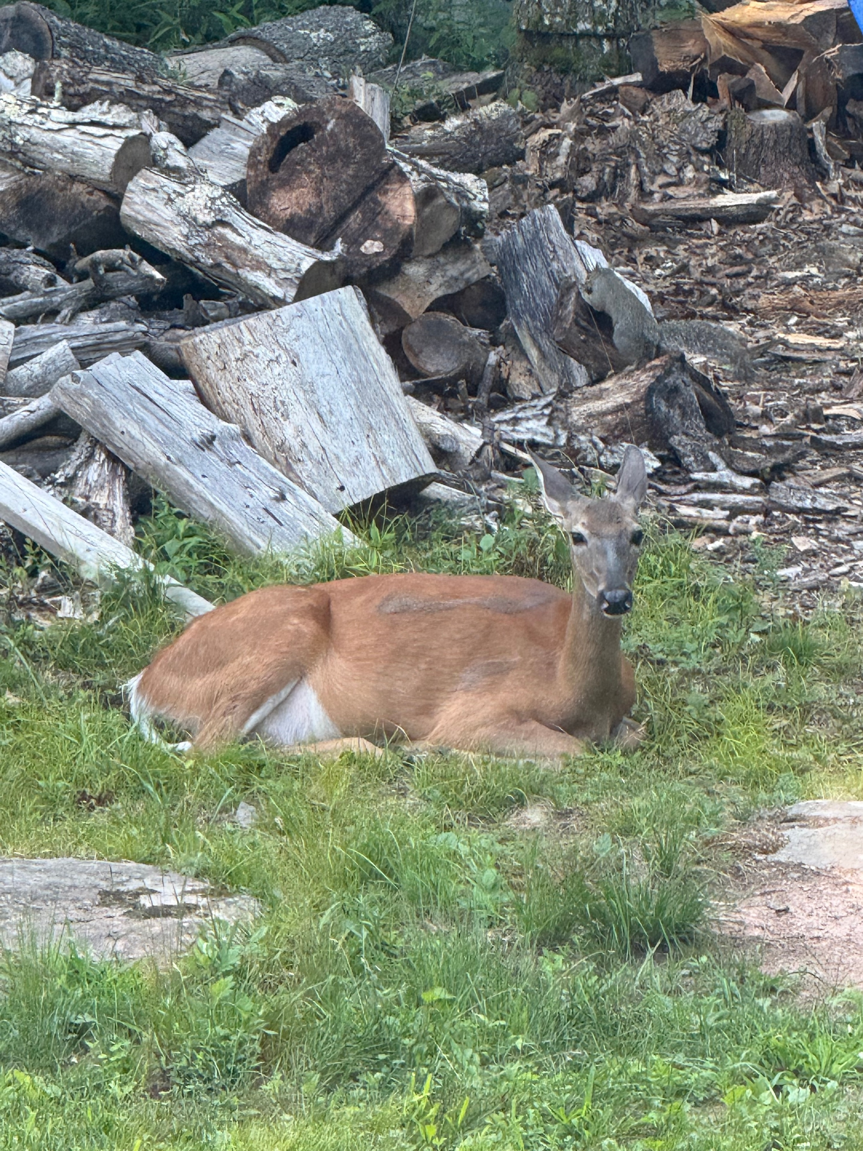 Deer by the log pile