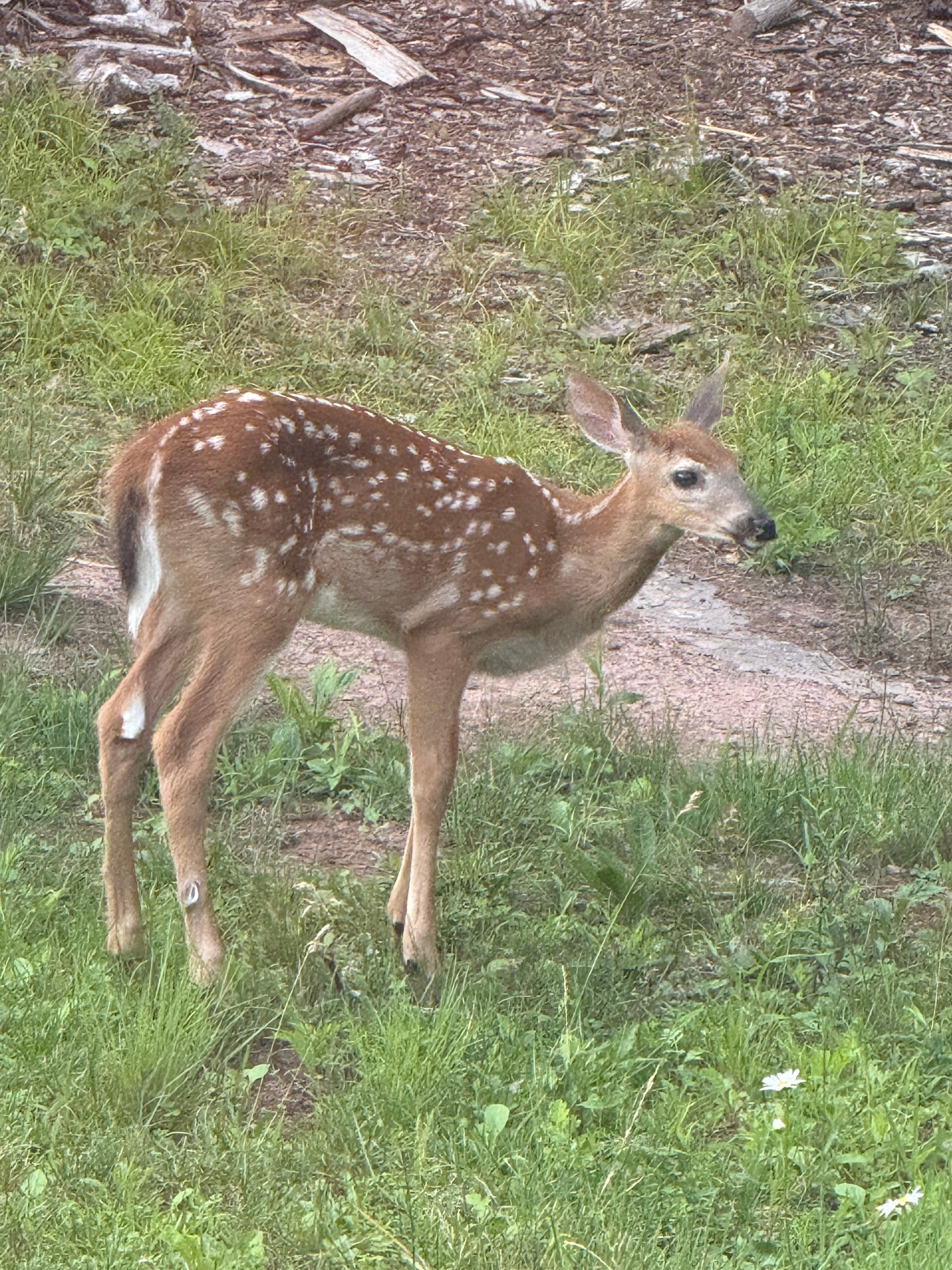 Curious fawn looking up