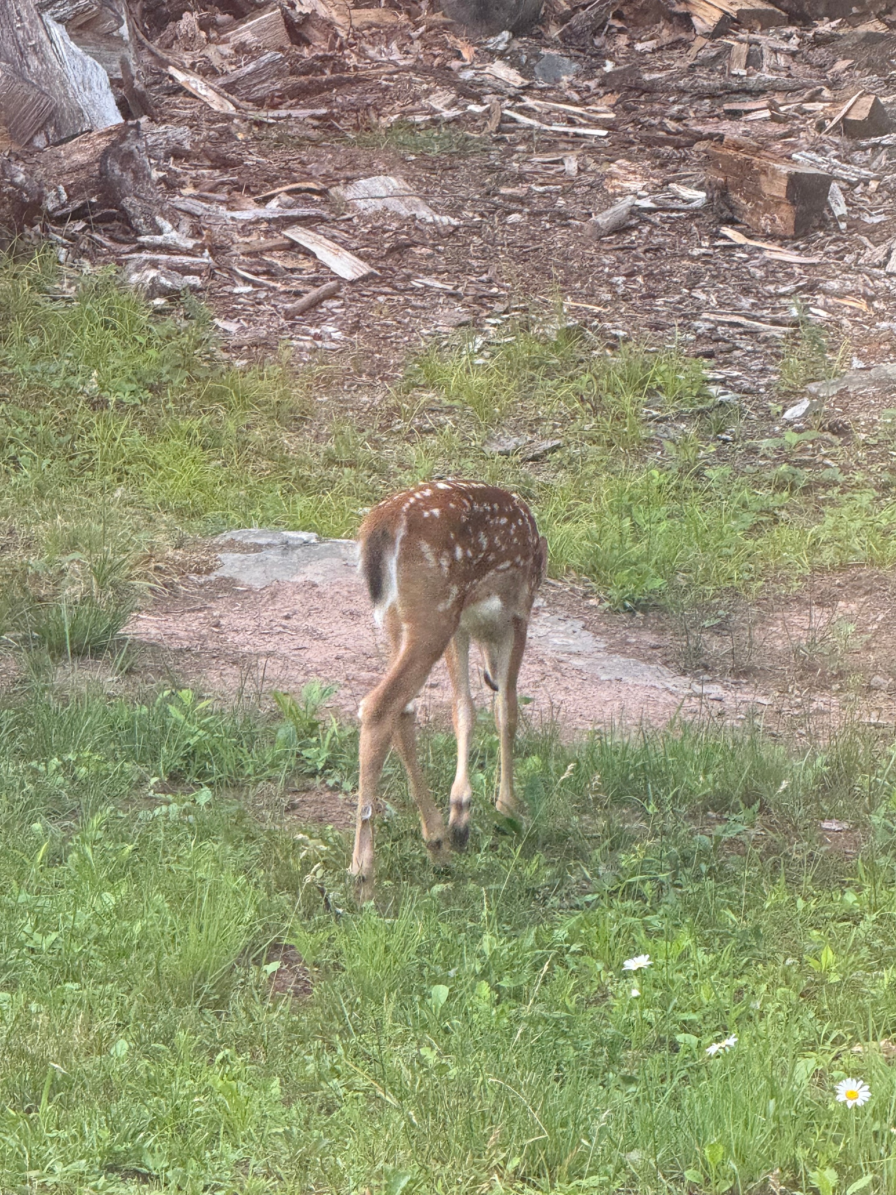 Spotted fawn exploring the yard