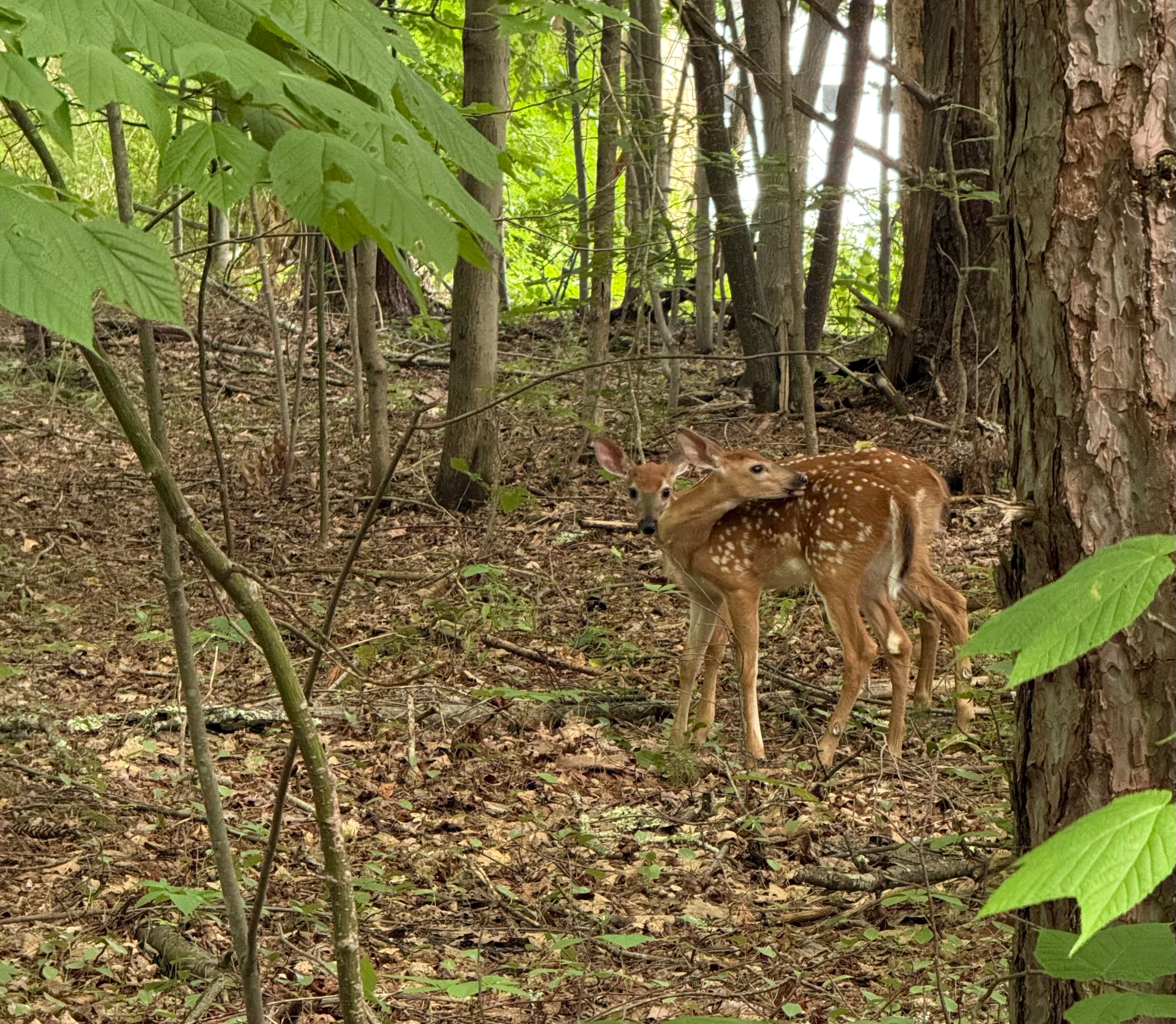 Fawn standing alone on the forest hillside