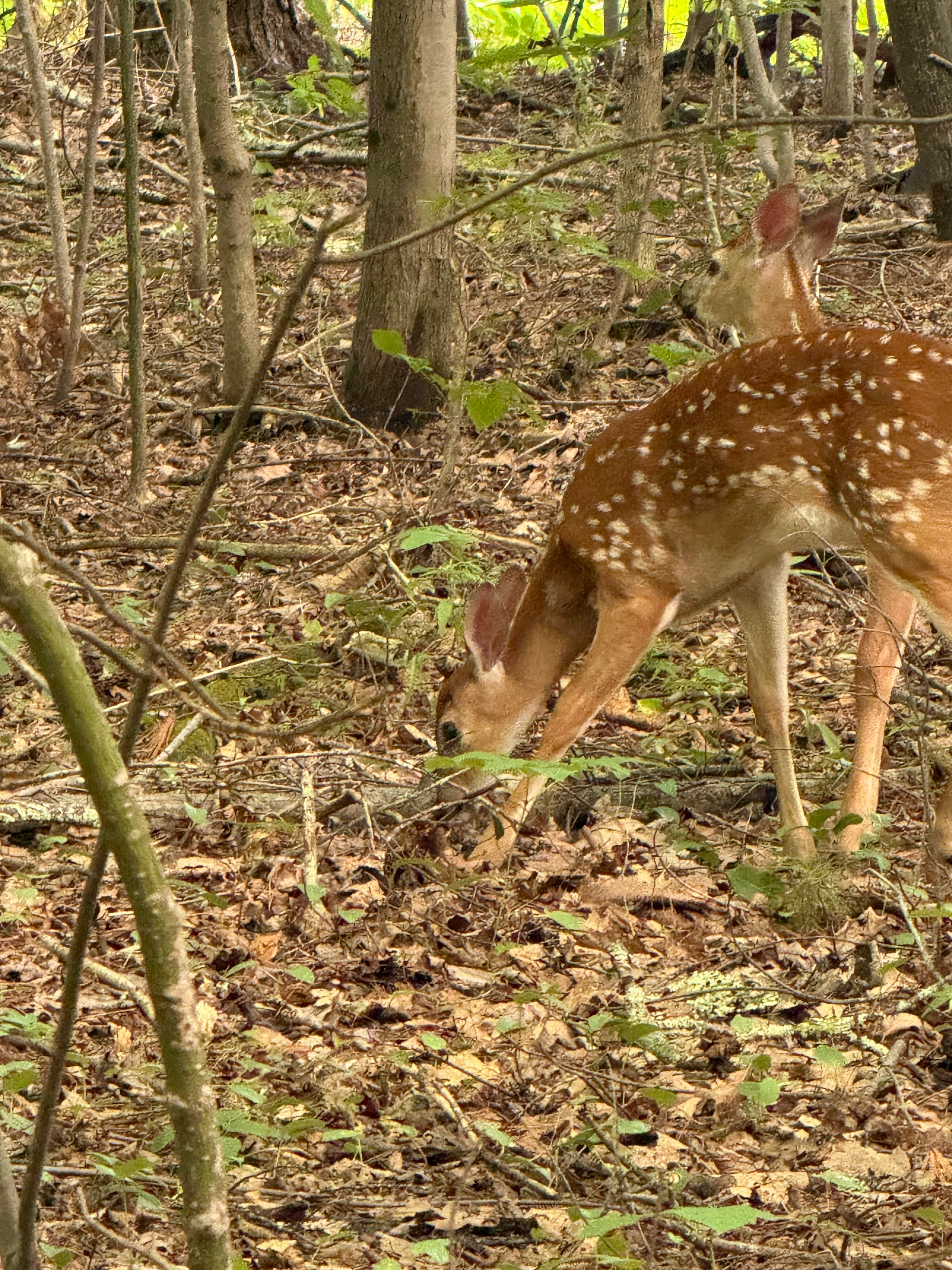 Fawn ducking under a fallen branch