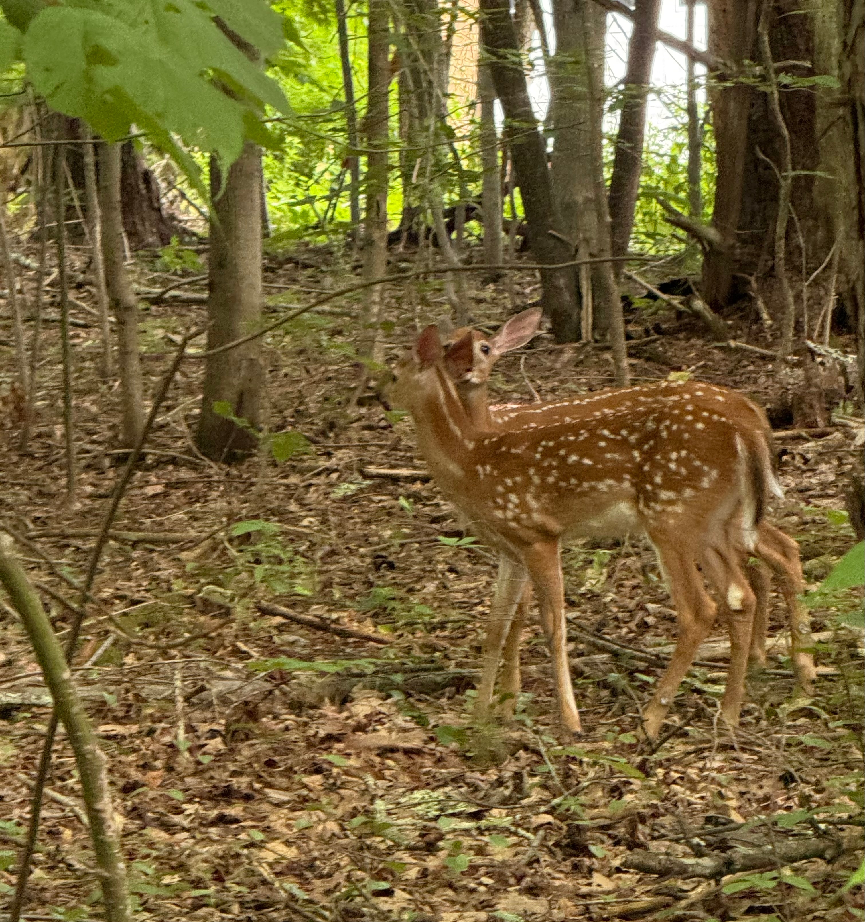 Fawn looking up in the forest