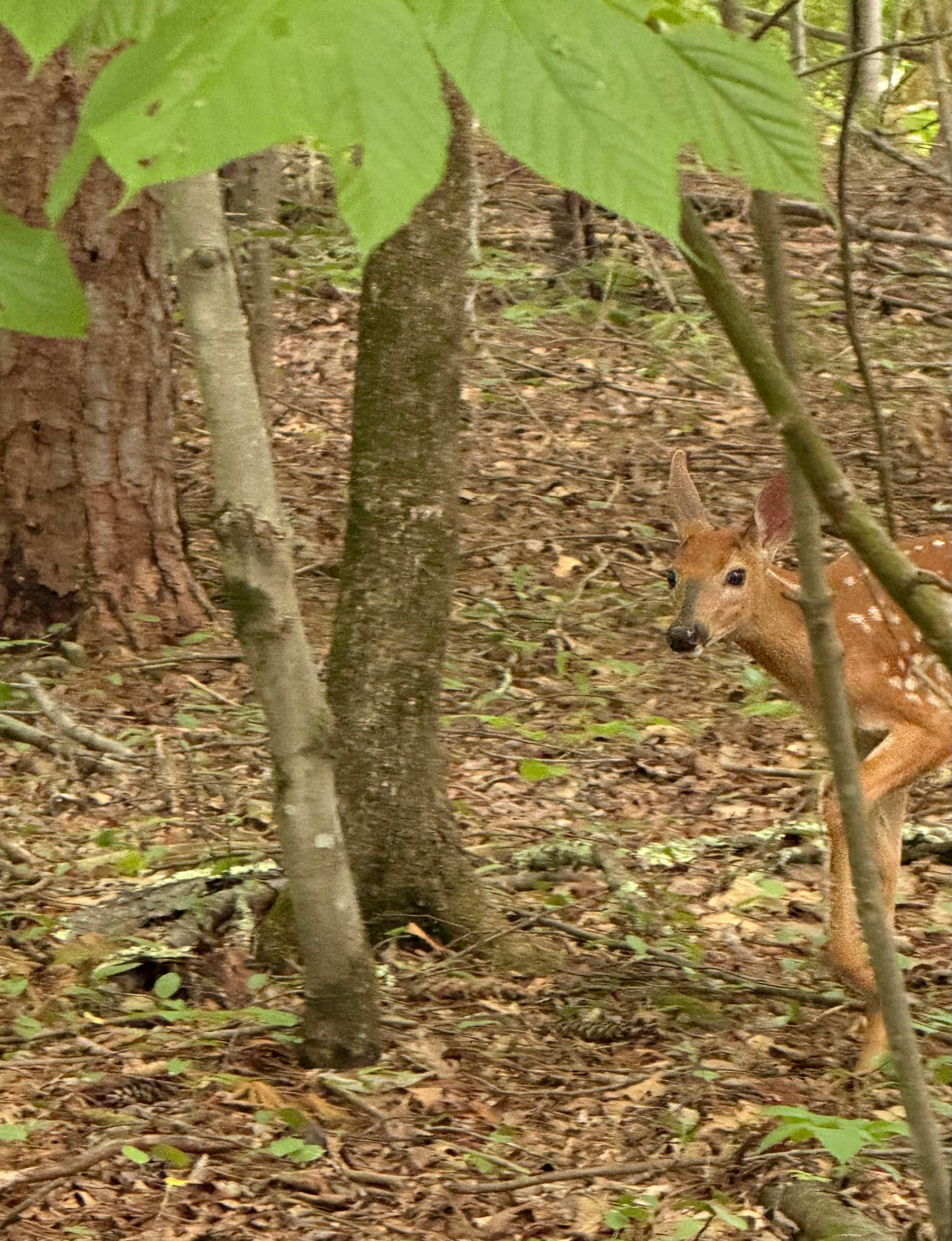 Fawn peeking through the trees