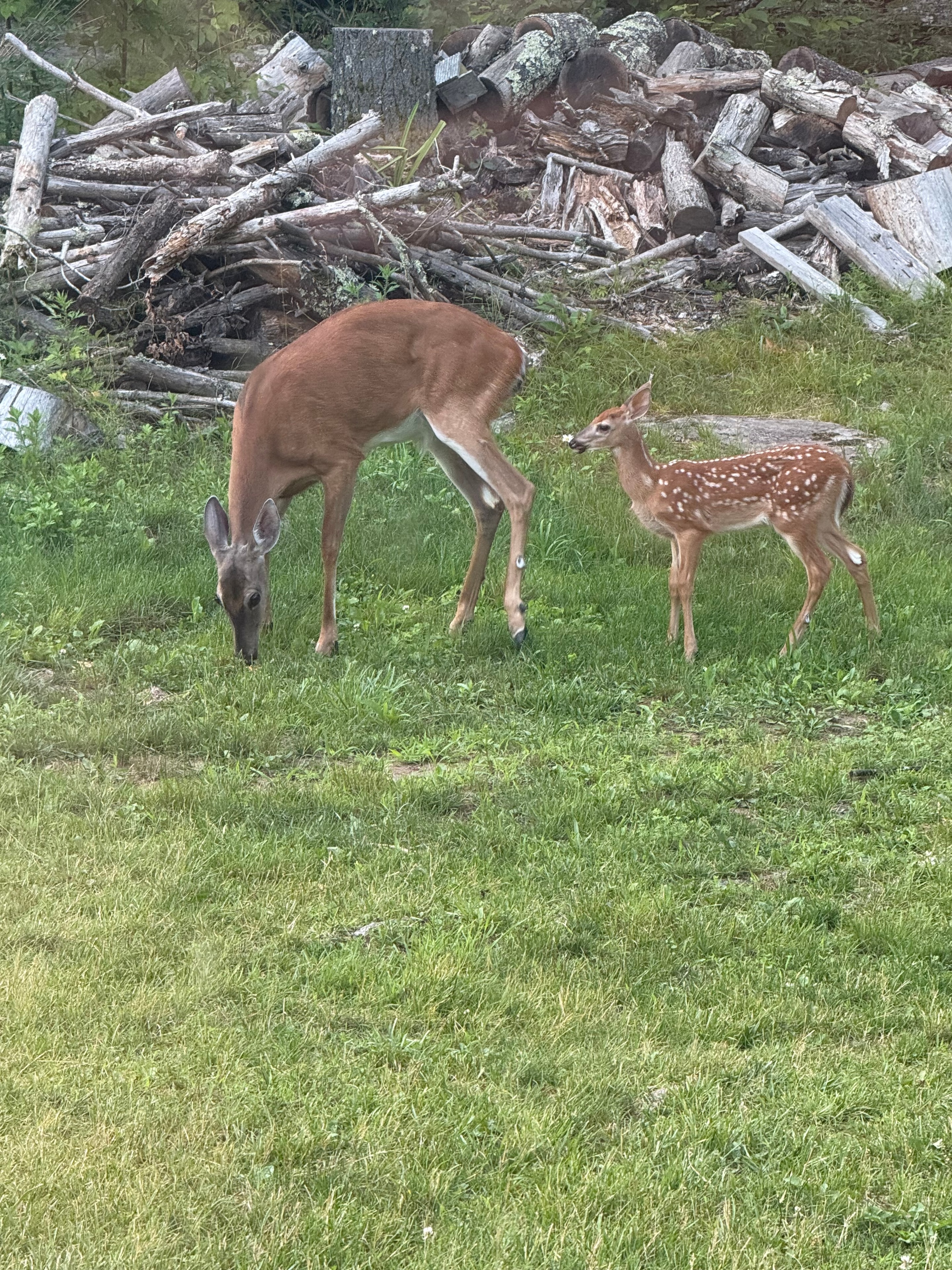 Mama and fawn grazing in the yard