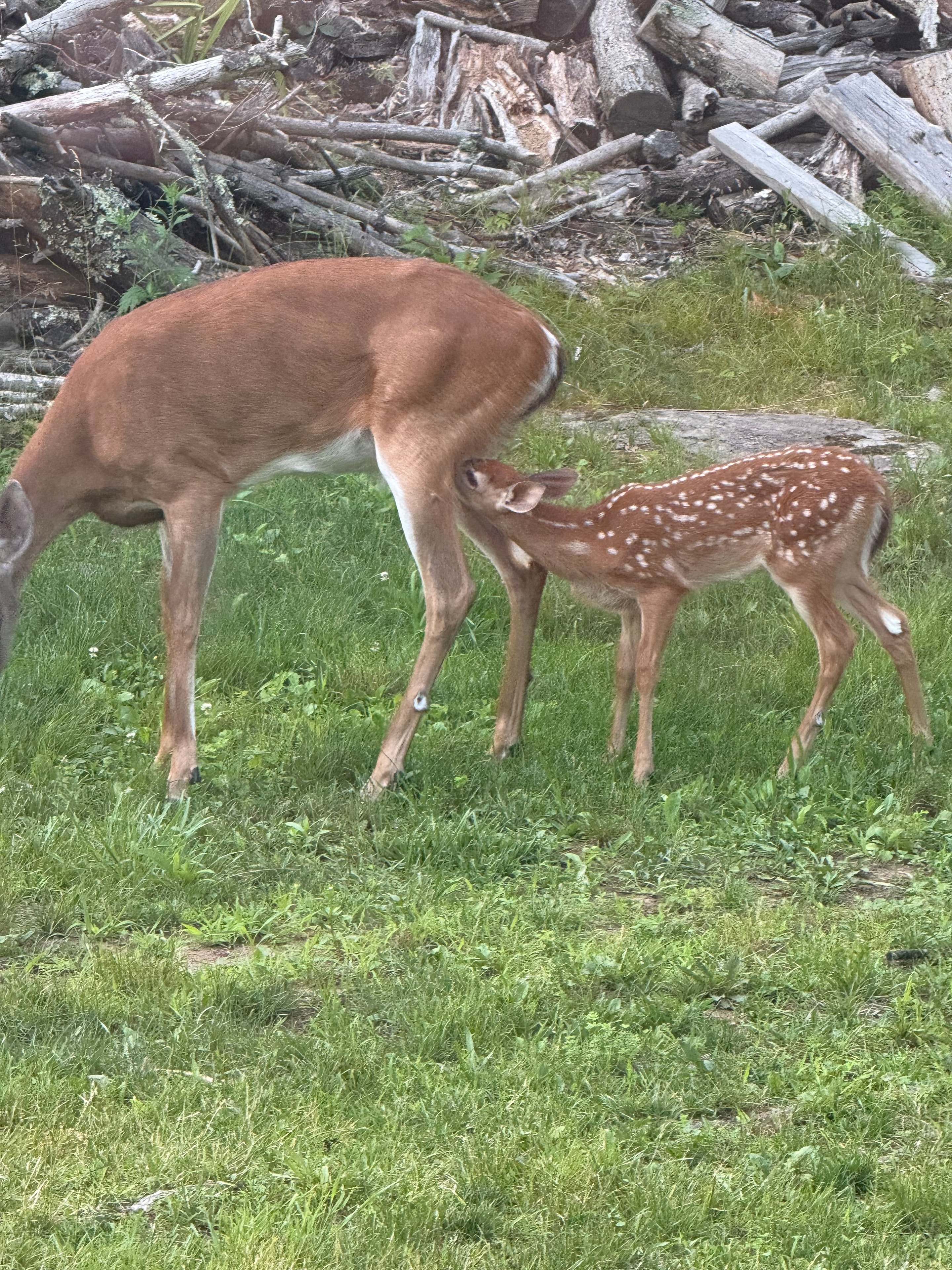 Mama deer with her fawn in the open yard
