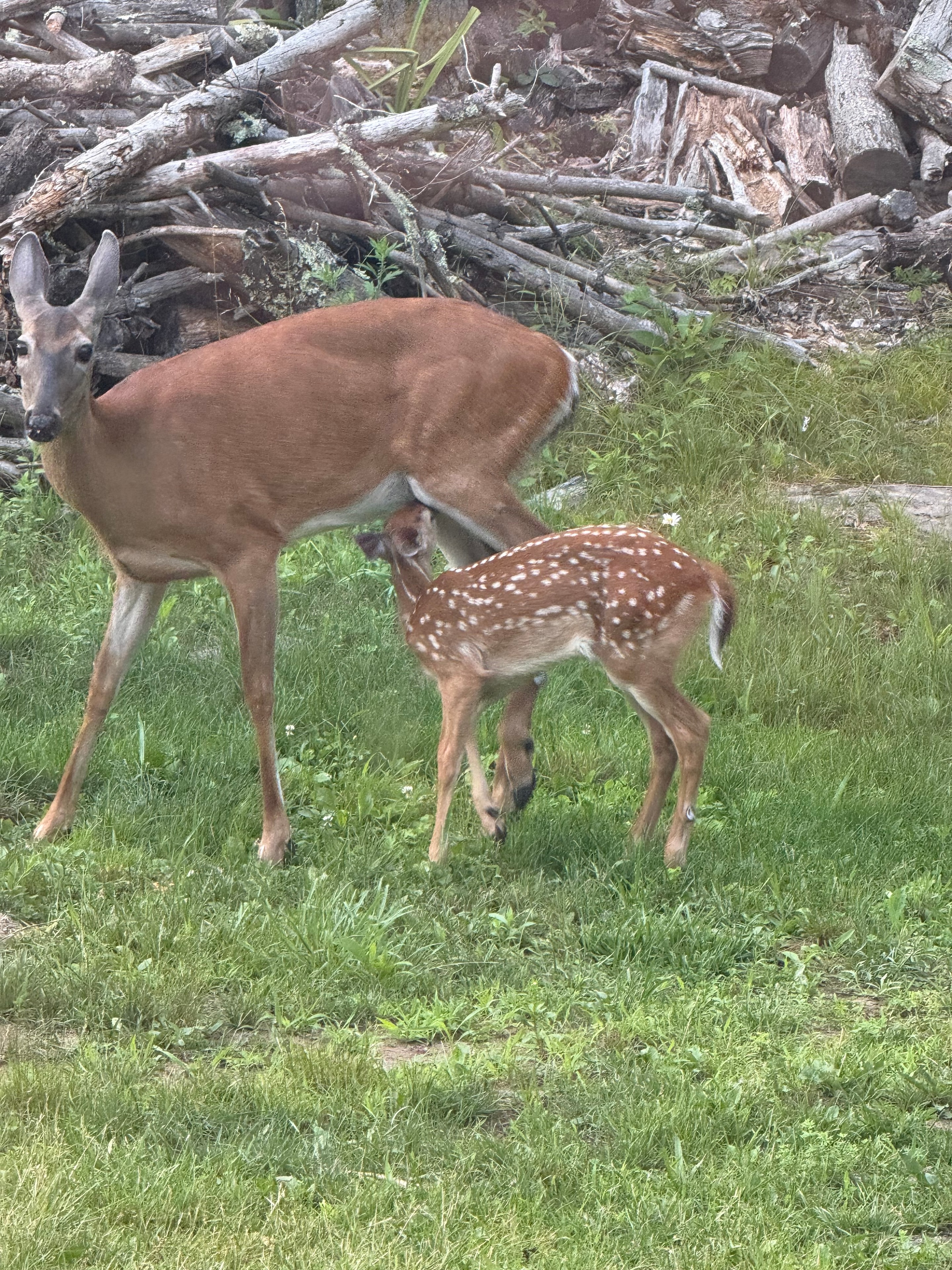 Mama nuzzling her fawn