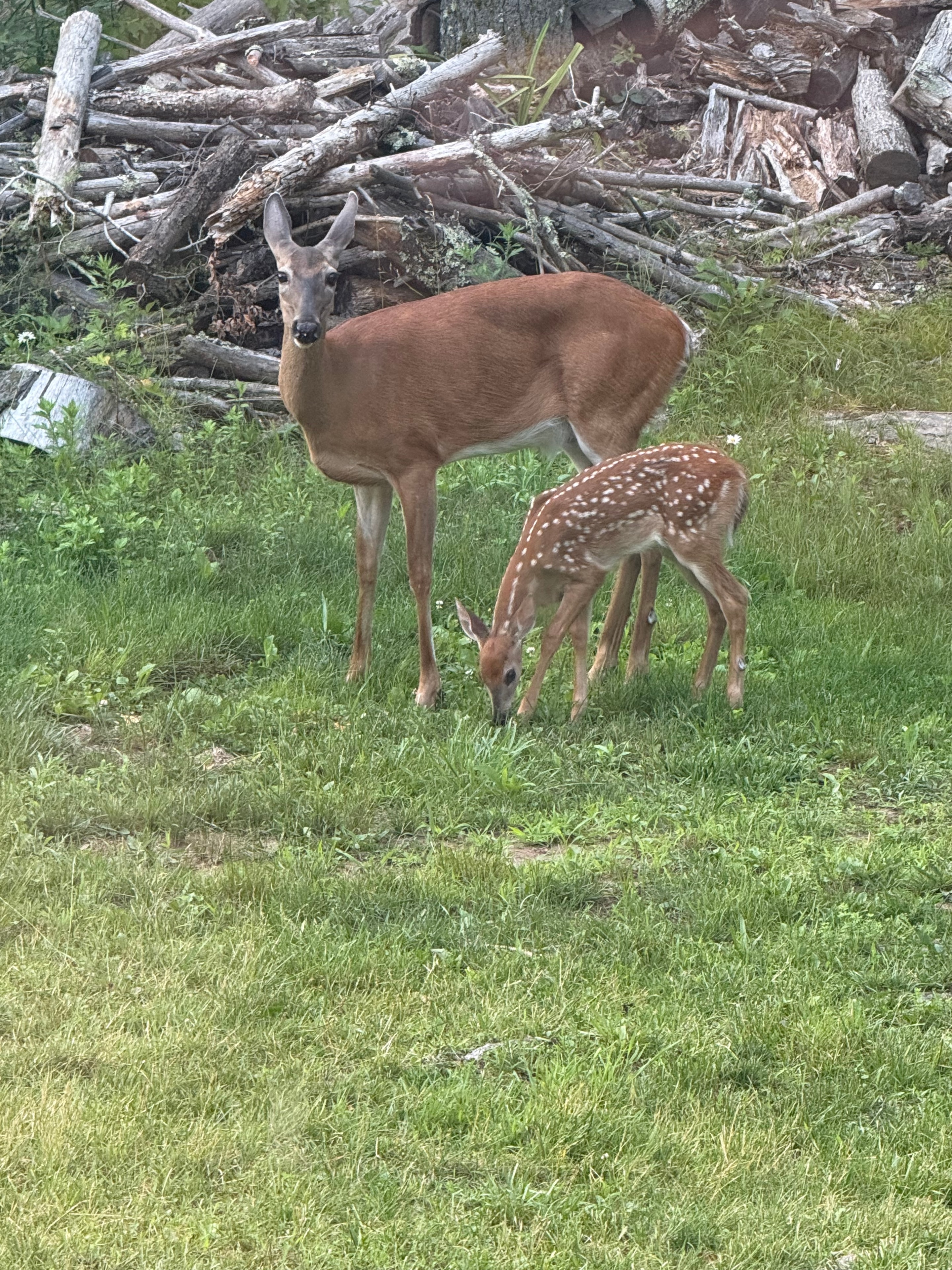Mama and fawn side by side