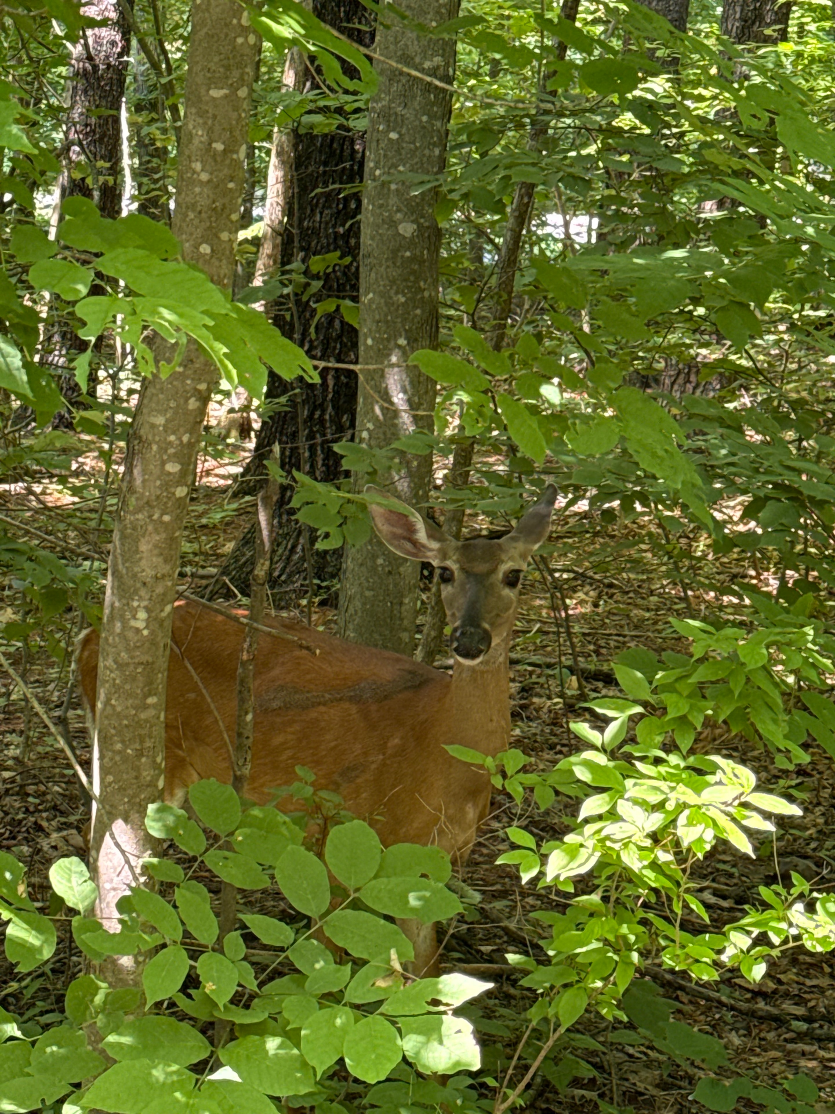 Mama deer peeking through the branches