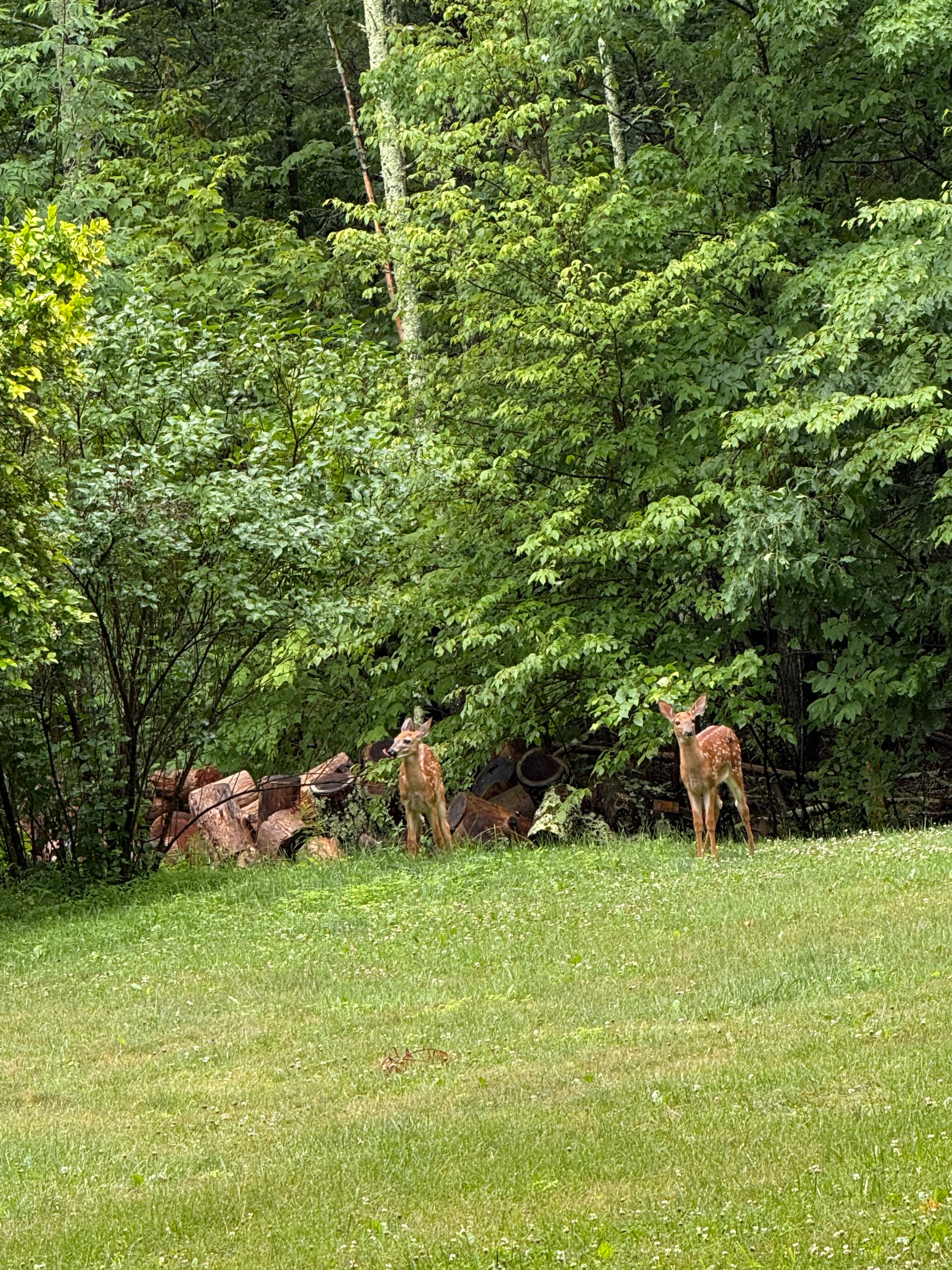 Aerial view of twin fawns in the yard