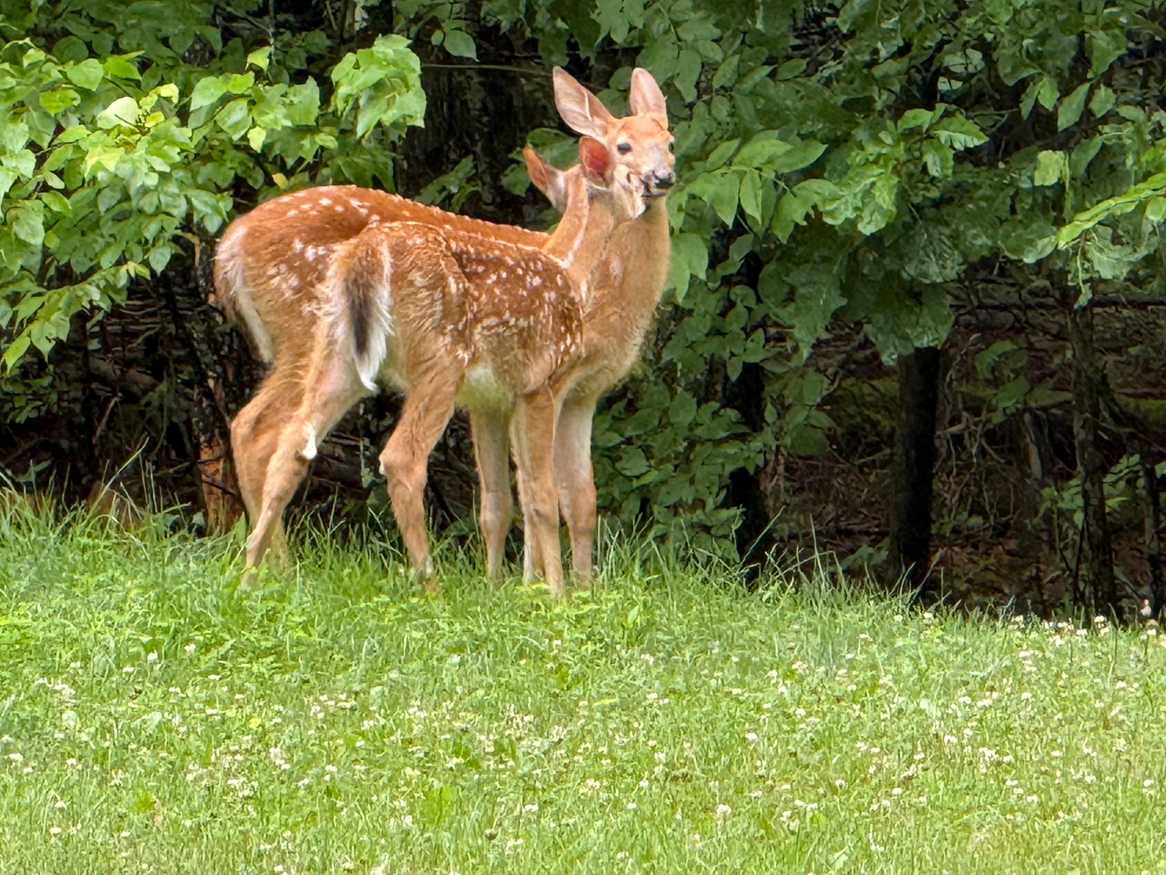 Twin fawns in the clover field