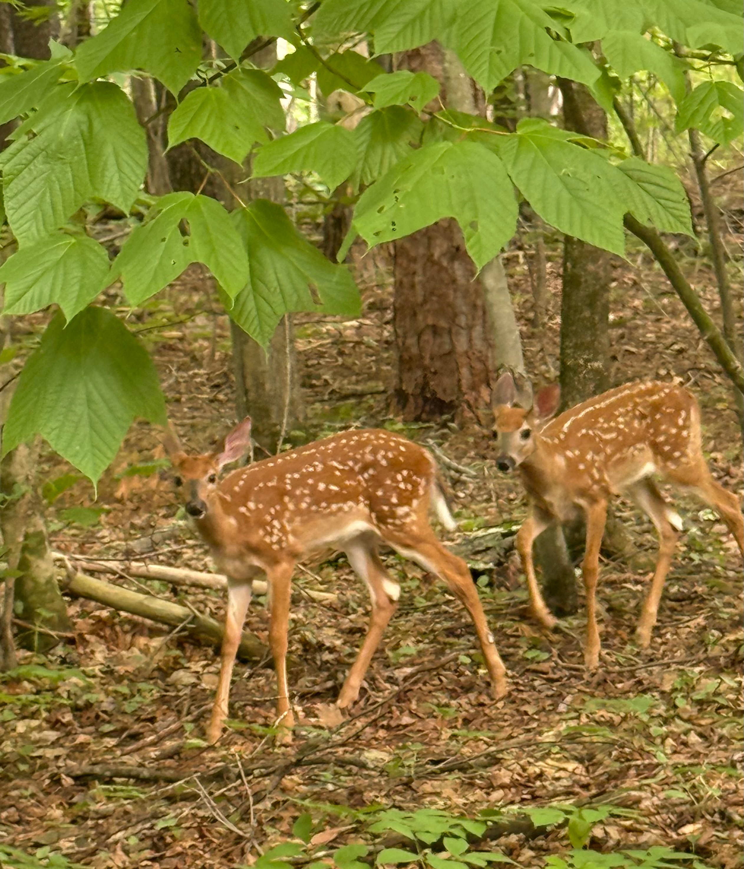 Twin fawns exploring the forest floor