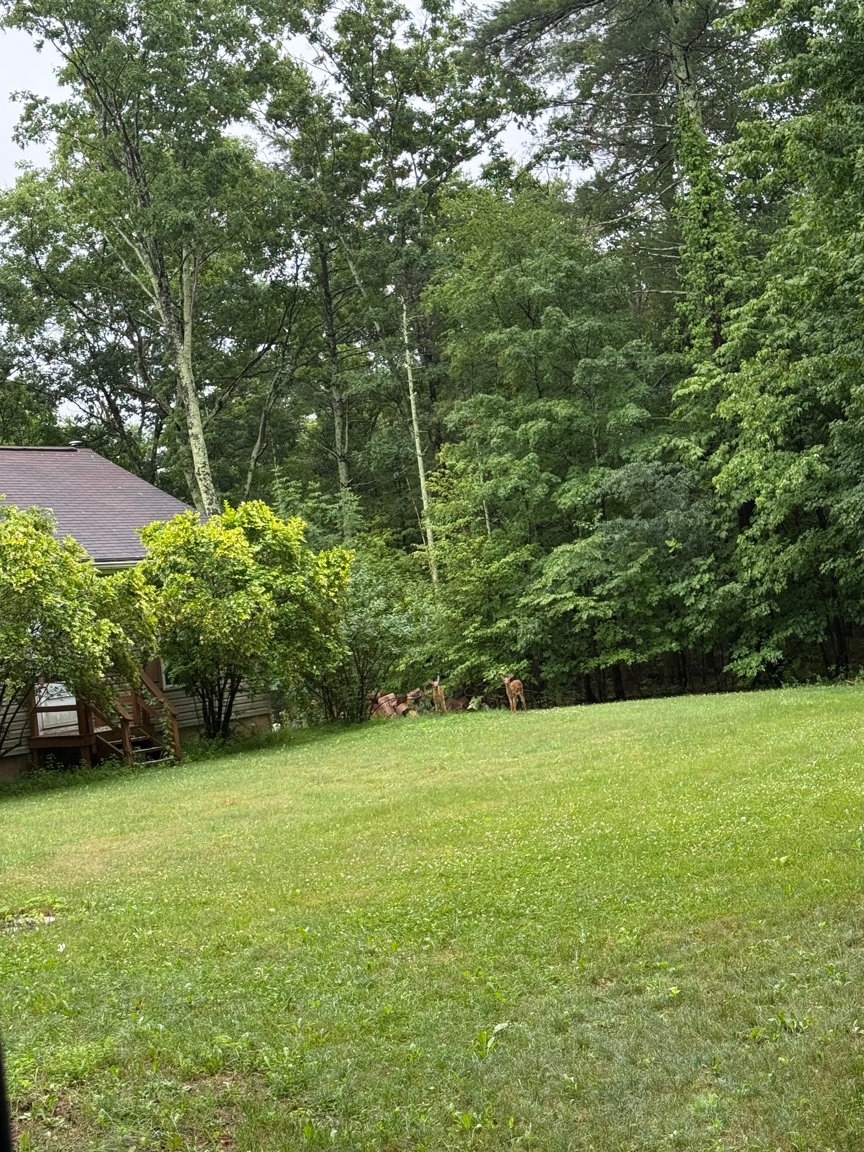 Twin fawns looking back by the log pile