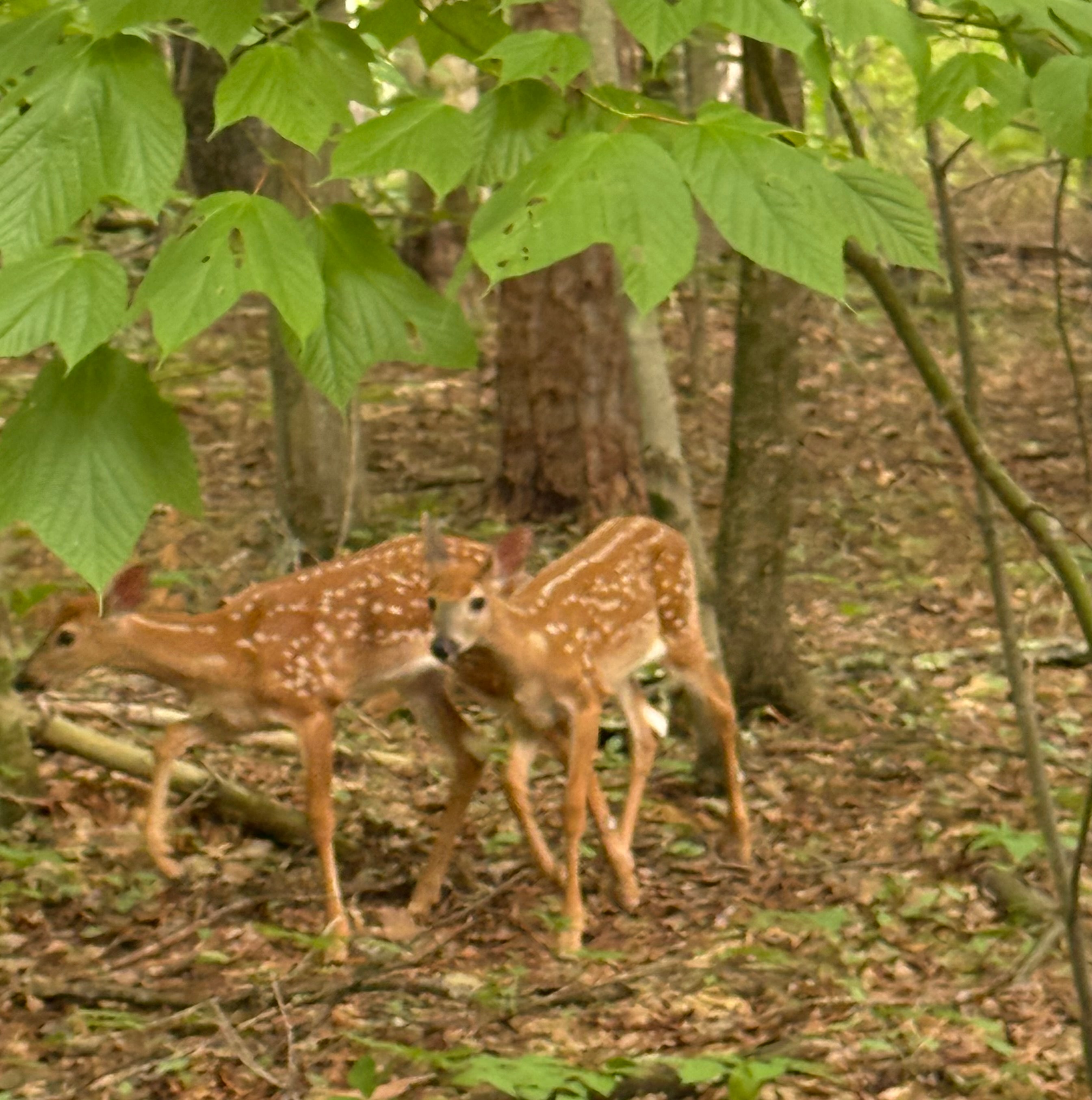 Twin fawns nuzzling in the forest