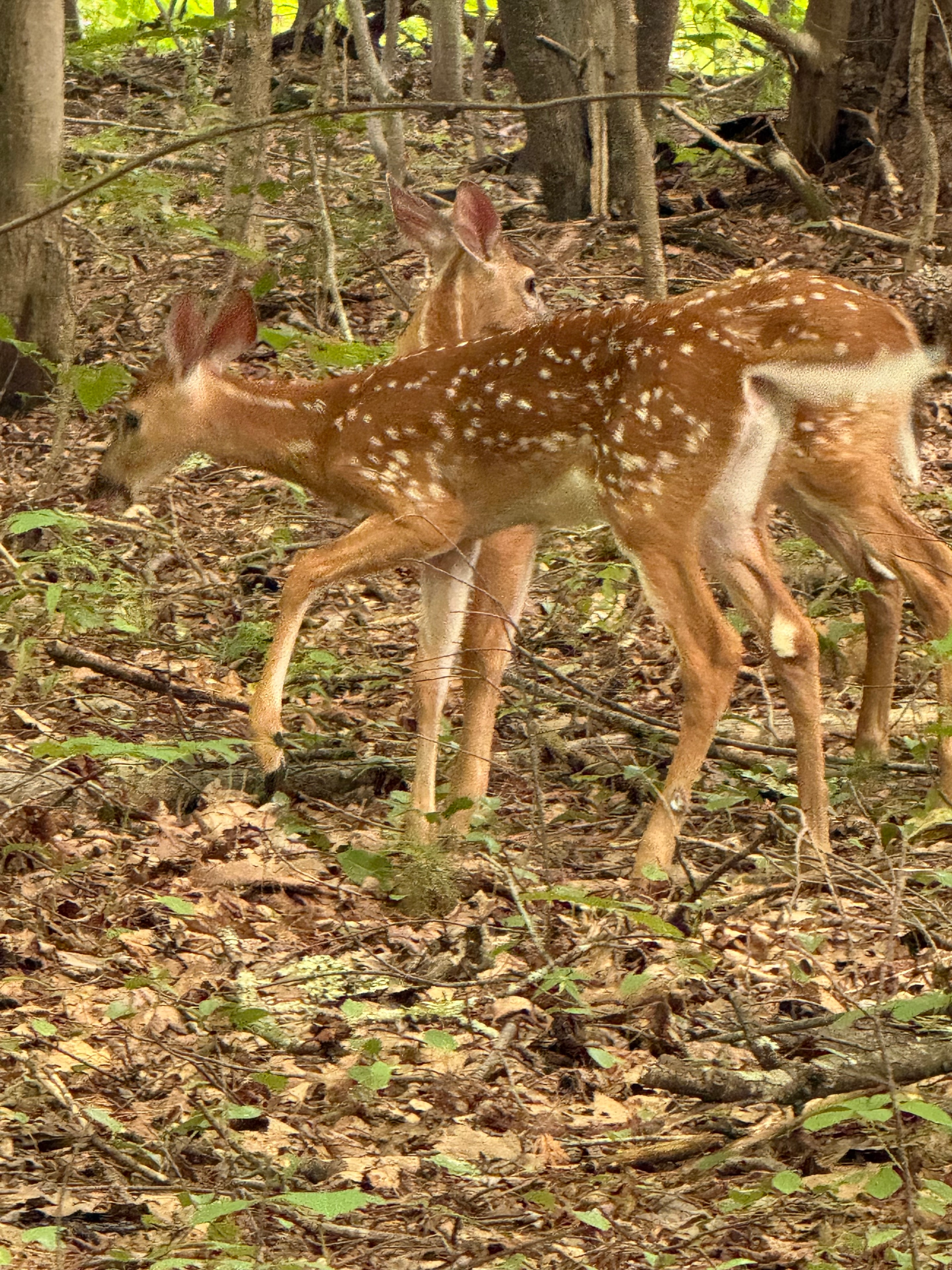 Twin fawns running through the brush
