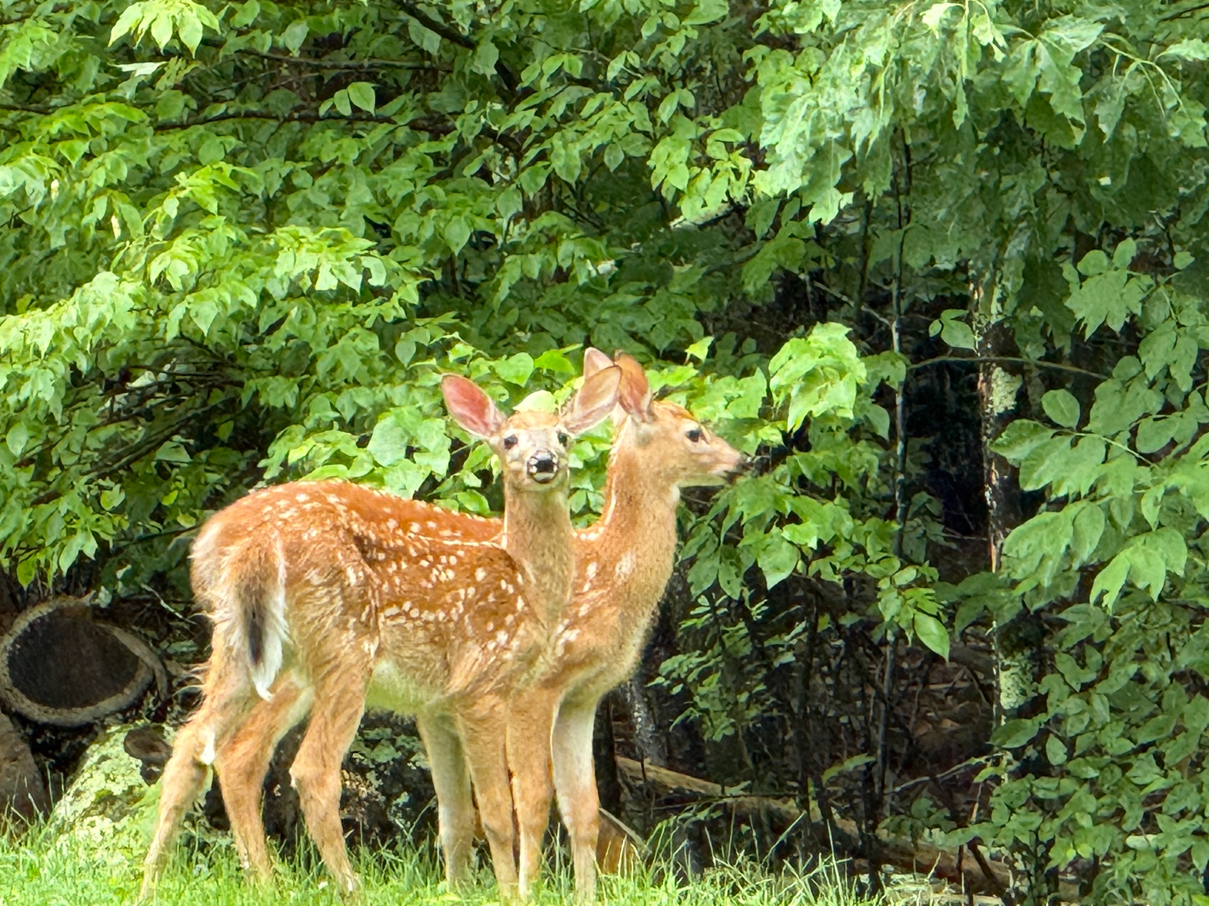 Twin fawns standing side by side