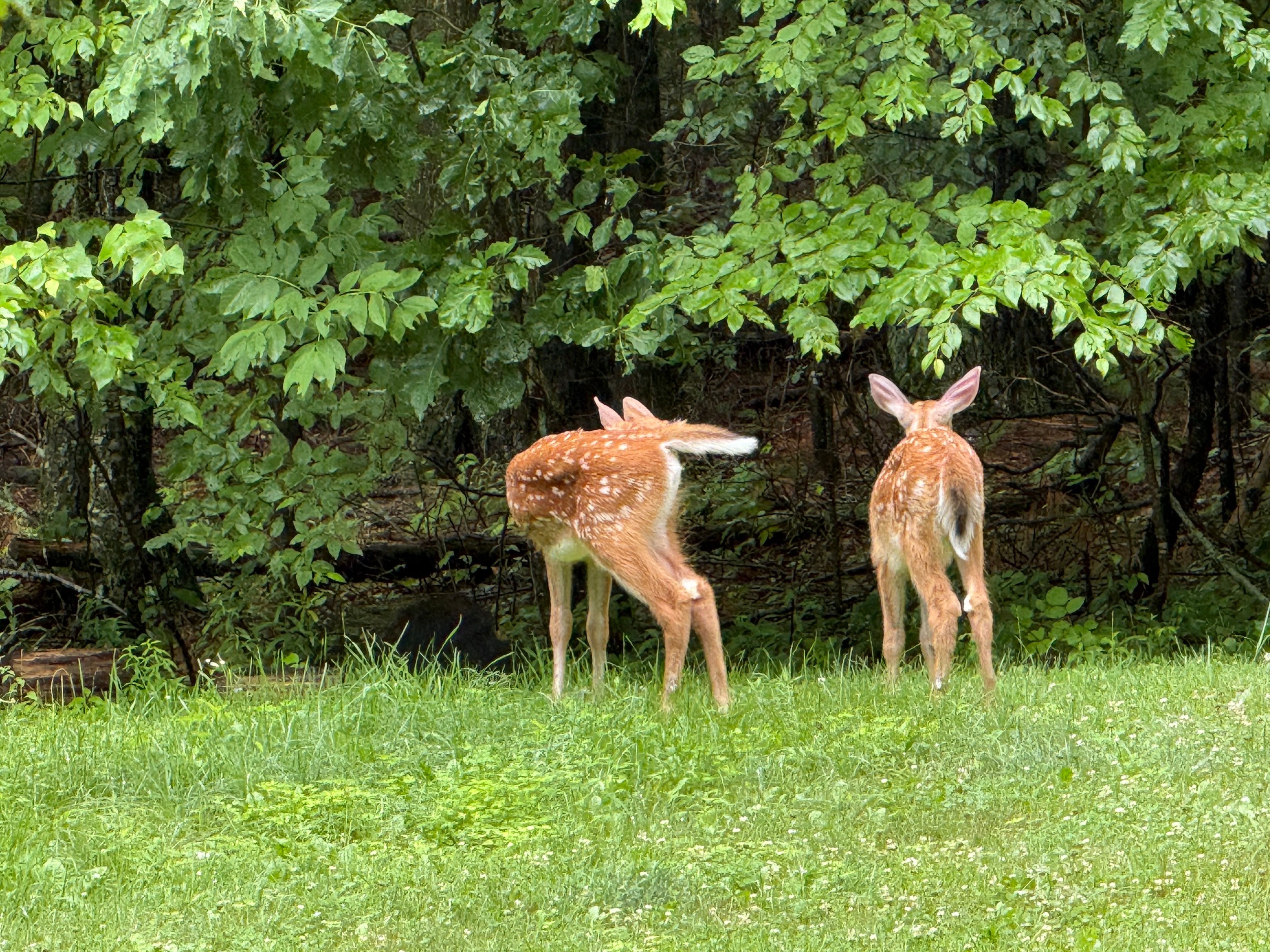 Twin spotted fawns heading toward the woods