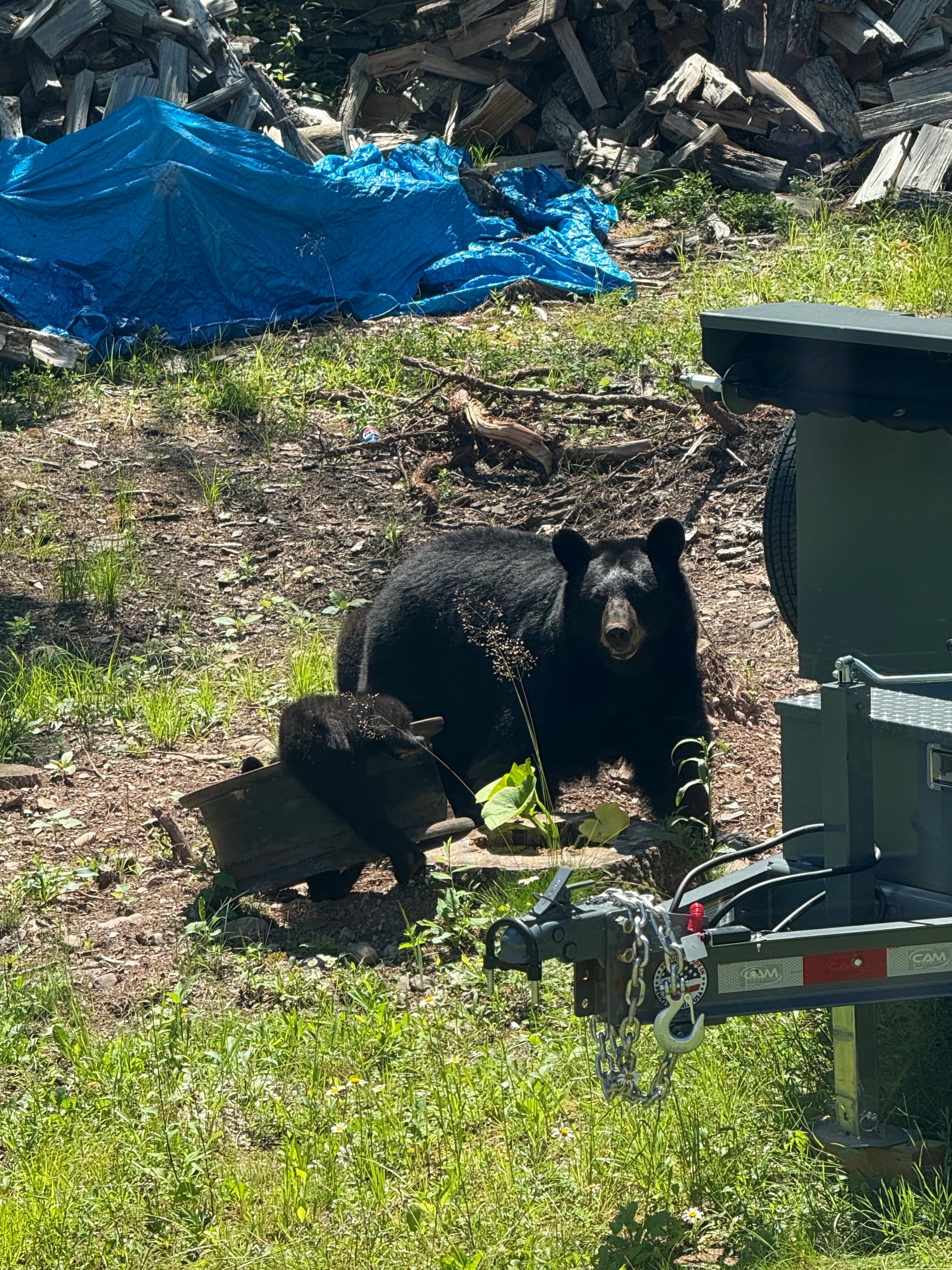Bear and cubs in the back yard